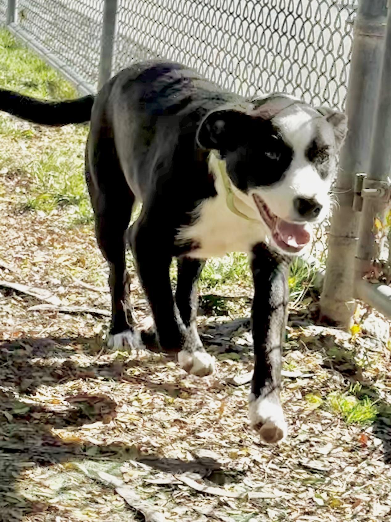 Enlarge Viola, a Adoptable mixed breed in Lodi, CA image 4/4
