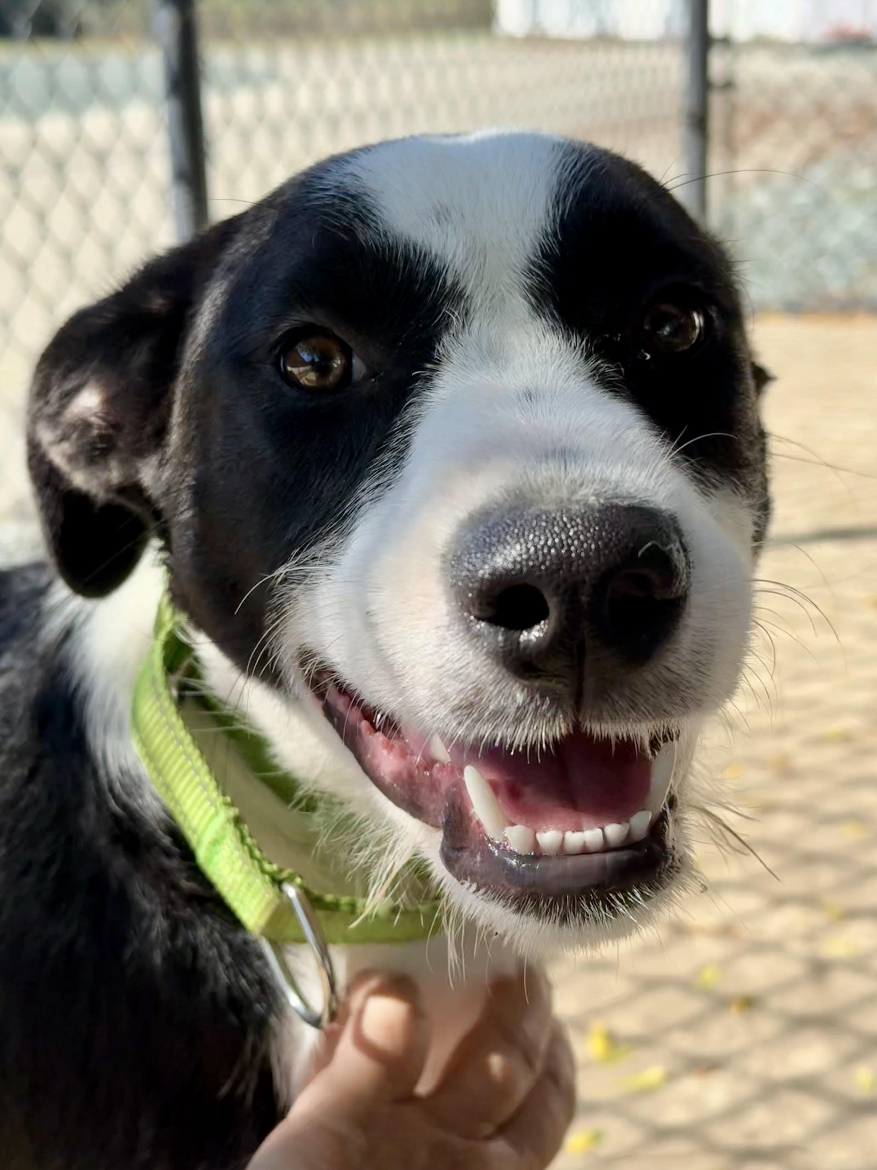 Enlarge Viola, a Adoptable mixed breed in Lodi, CA image 1/4