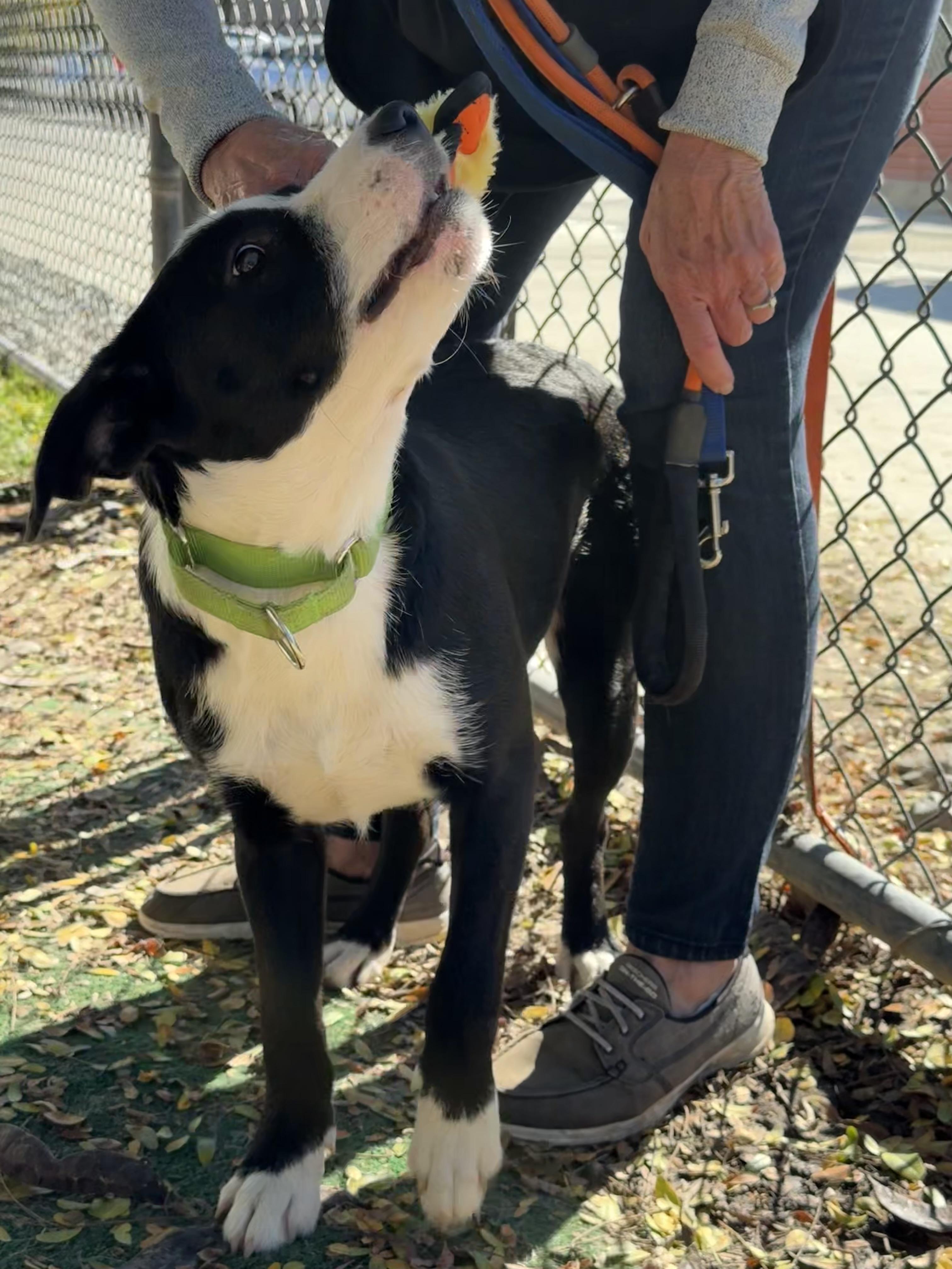 Enlarge Viola, a Adoptable mixed breed in Lodi, CA image 3/4