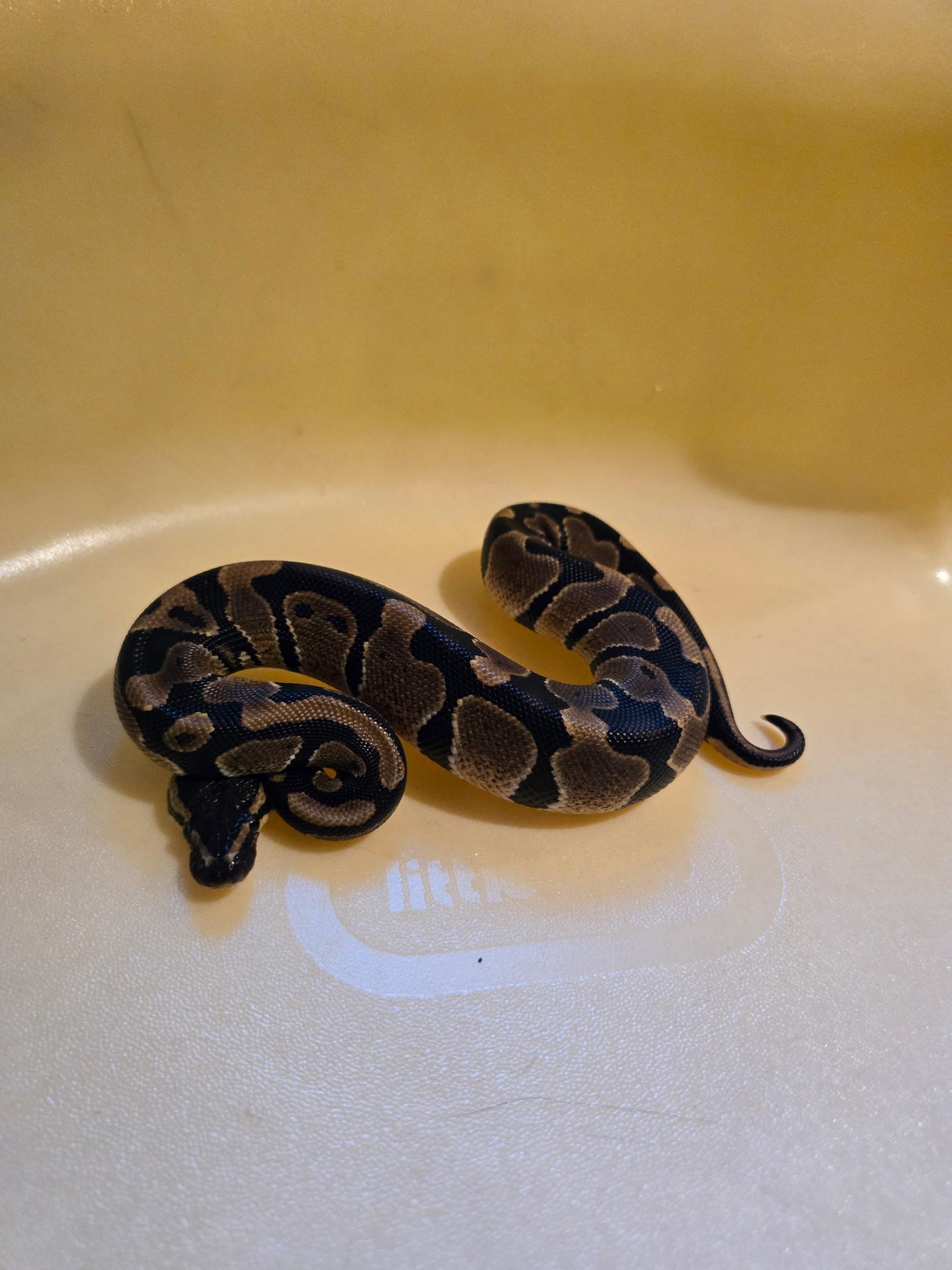 Jasper curtosey post, a Adoptable Ball Python in Elwood, NJ image 1/2