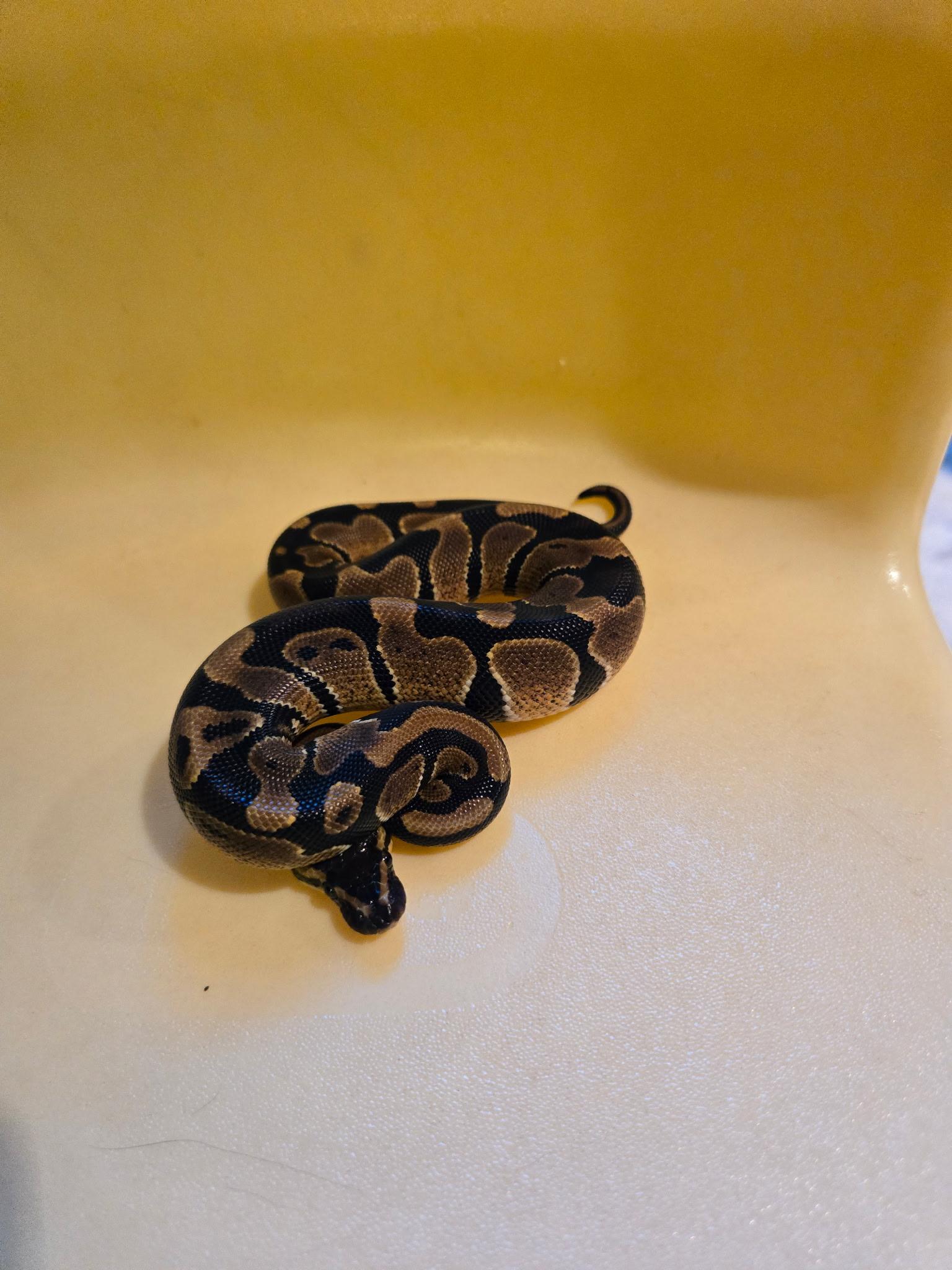 Jasper curtosey post, a Adoptable Ball Python in Elwood, NJ image 2/2