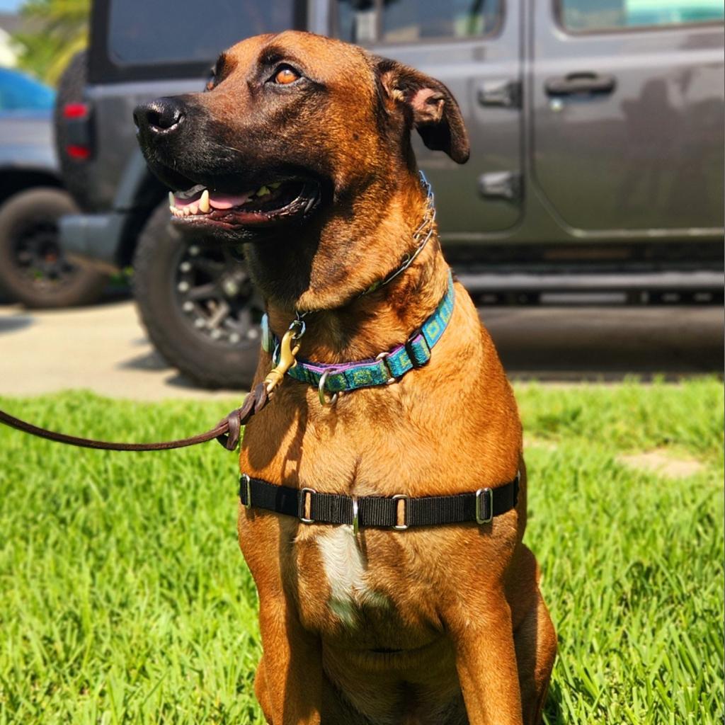 Enlarge Oswald, a Adoptable mixed breed in Jacksonville, FL image 1/6