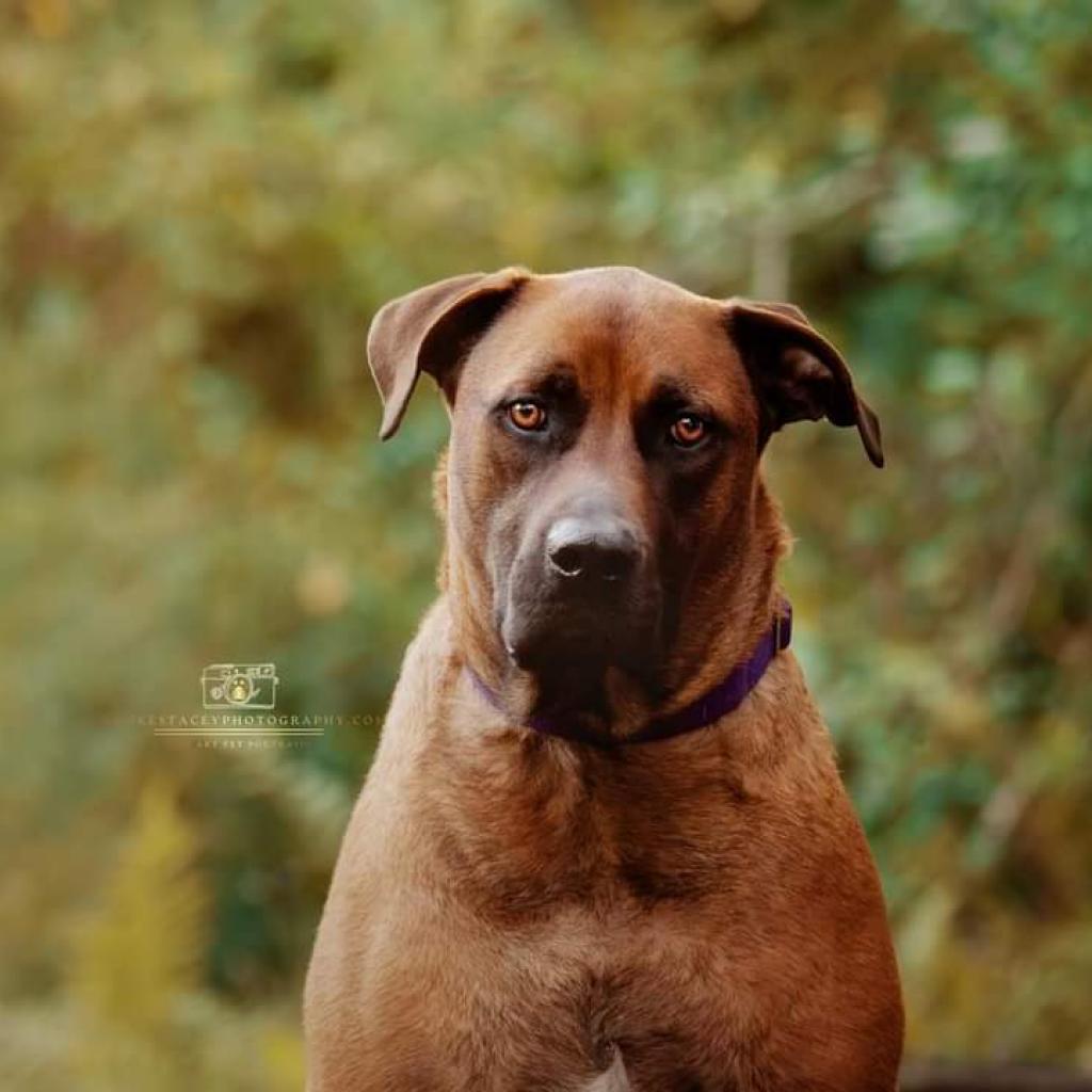 Enlarge Oswald, a Adoptable mixed breed in Jacksonville, FL image 2/6