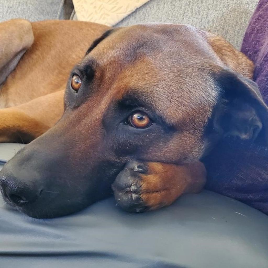 Enlarge Oswald, a Adoptable mixed breed in Jacksonville, FL image 3/6