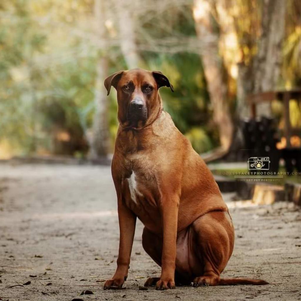Enlarge Oswald, a Adoptable mixed breed in Jacksonville, FL image 4/6