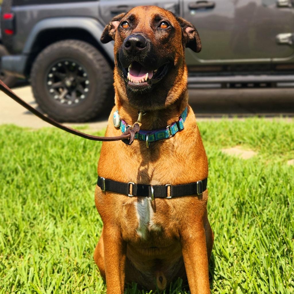 Enlarge Oswald, a Adoptable mixed breed in Jacksonville, FL image 5/6