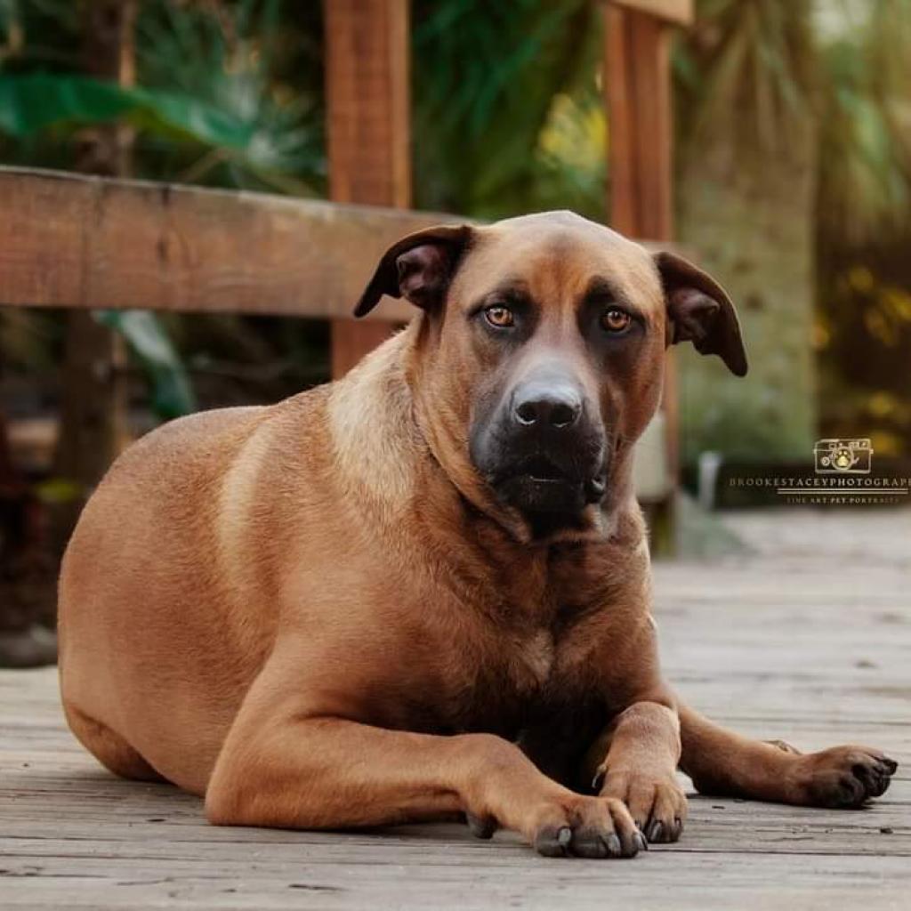 Enlarge Oswald, a Adoptable mixed breed in Jacksonville, FL image 6/6