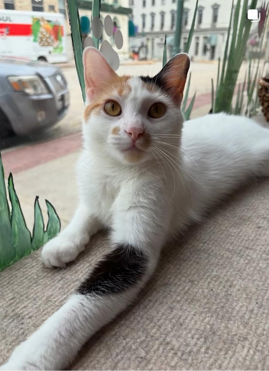 Enlarge Carmelita , a ADOPTABLE Domestic Short Hair in Reeseville, WI image 1/5