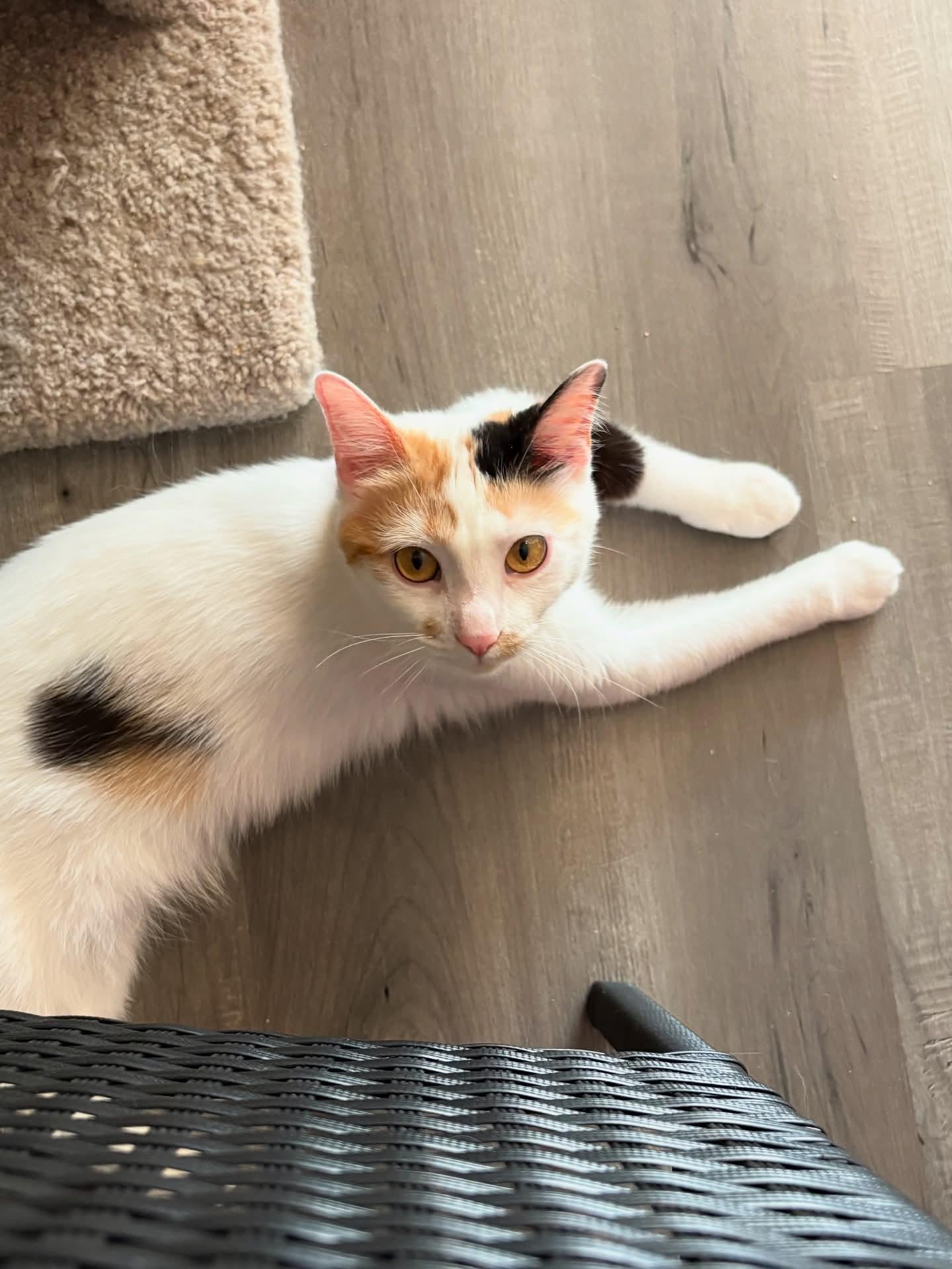 Enlarge Carmelita , a ADOPTABLE Domestic Short Hair in Reeseville, WI image 3/5