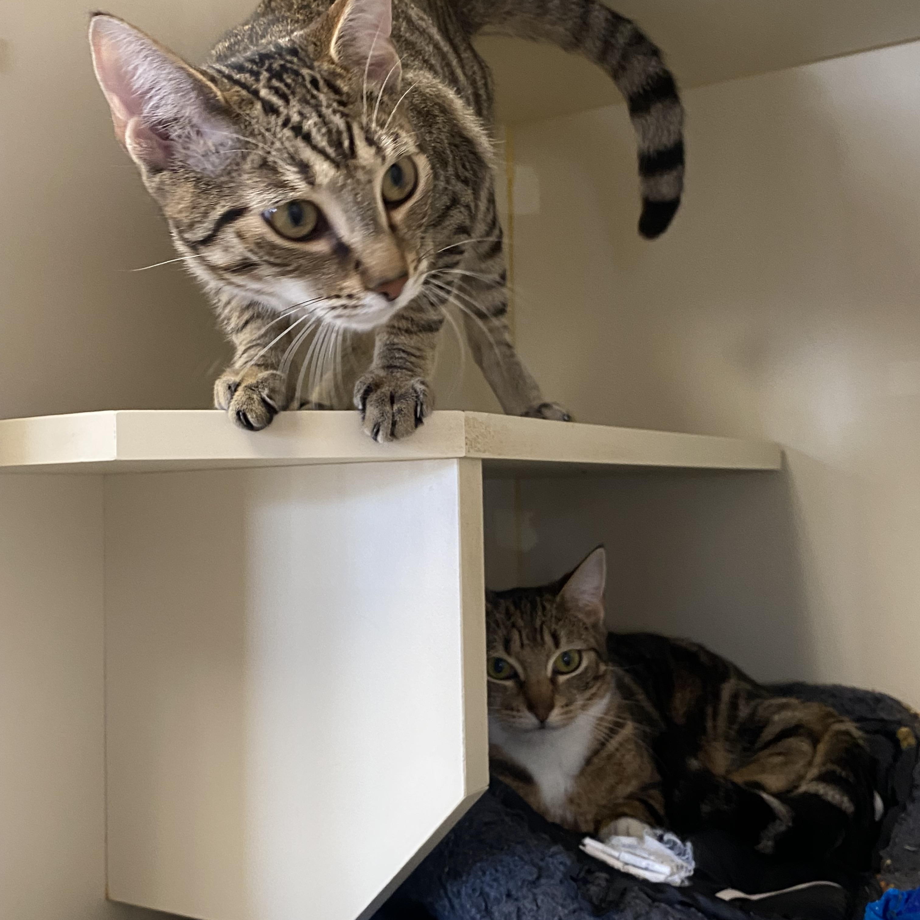 Zelda and Pickle, a ADOPTABLE Domestic Short Hair in Somerset, NJ image 1/3