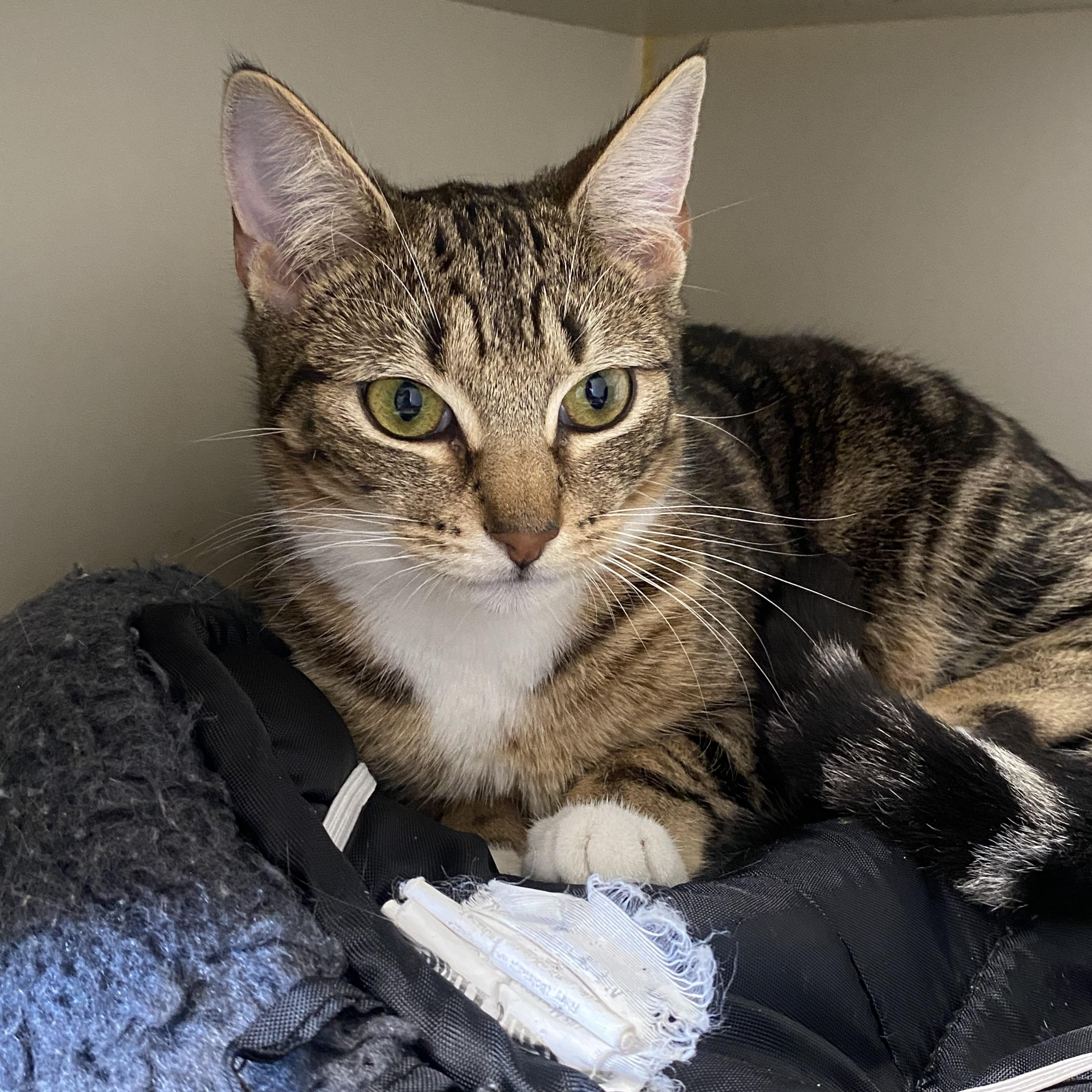 Zelda and Pickle, a ADOPTABLE Domestic Short Hair in Somerset, NJ image 2/3