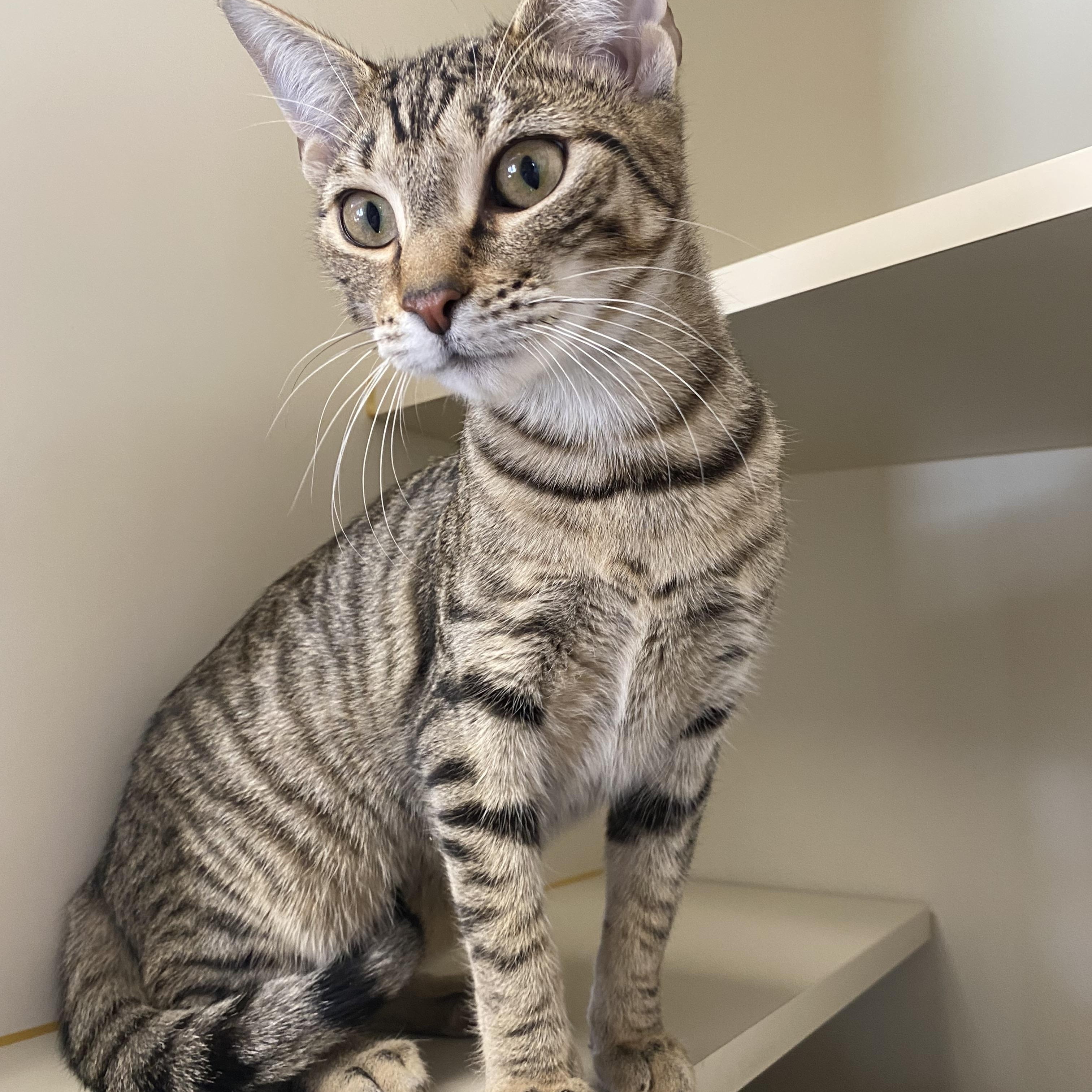 Zelda and Pickle, a ADOPTABLE Domestic Short Hair in Somerset, NJ image 3/3