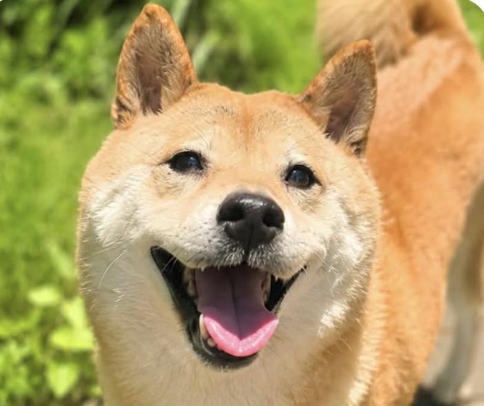 Mochi, adopted, Adult Female Shiba Inu.