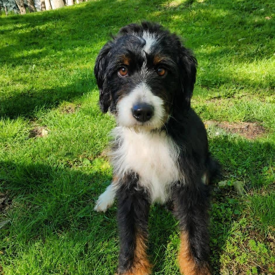 GRETA, adopted, Adult Female Bernedoodle.