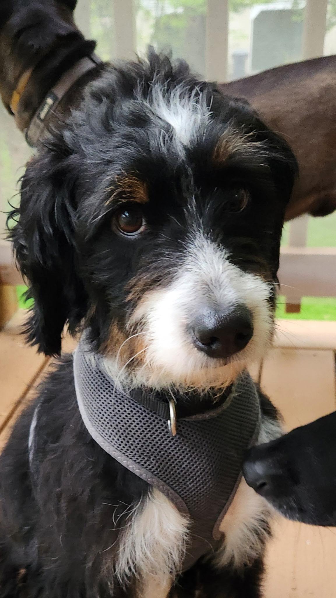 GRETA, an adopted Bernedoodle in Schnecksville, PA image 4/4