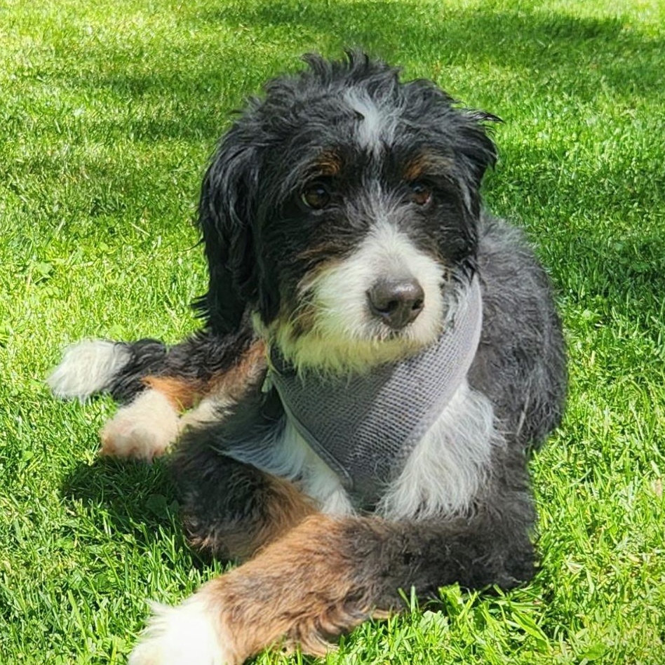GRETA, an adopted Bernedoodle in Schnecksville, PA image 2/4