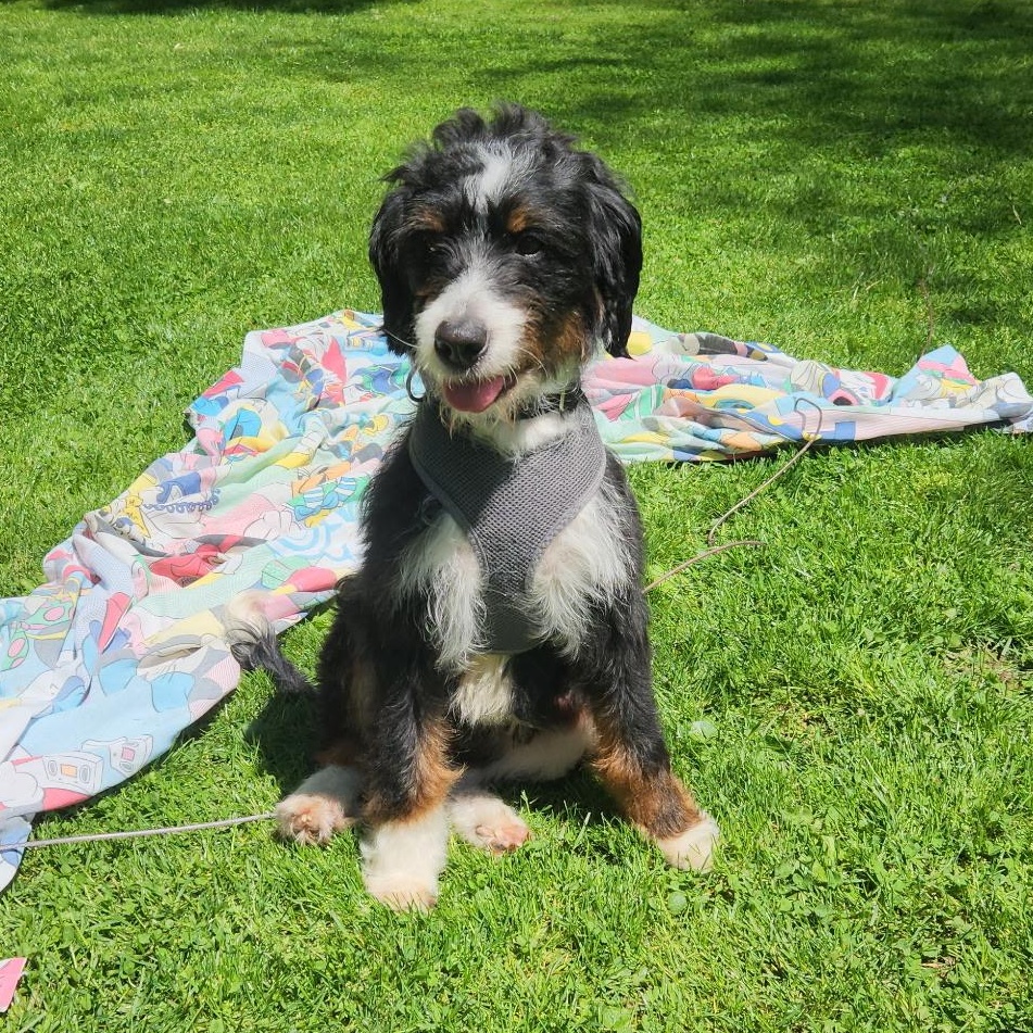GRETA, an adopted Bernedoodle in Schnecksville, PA image 3/4