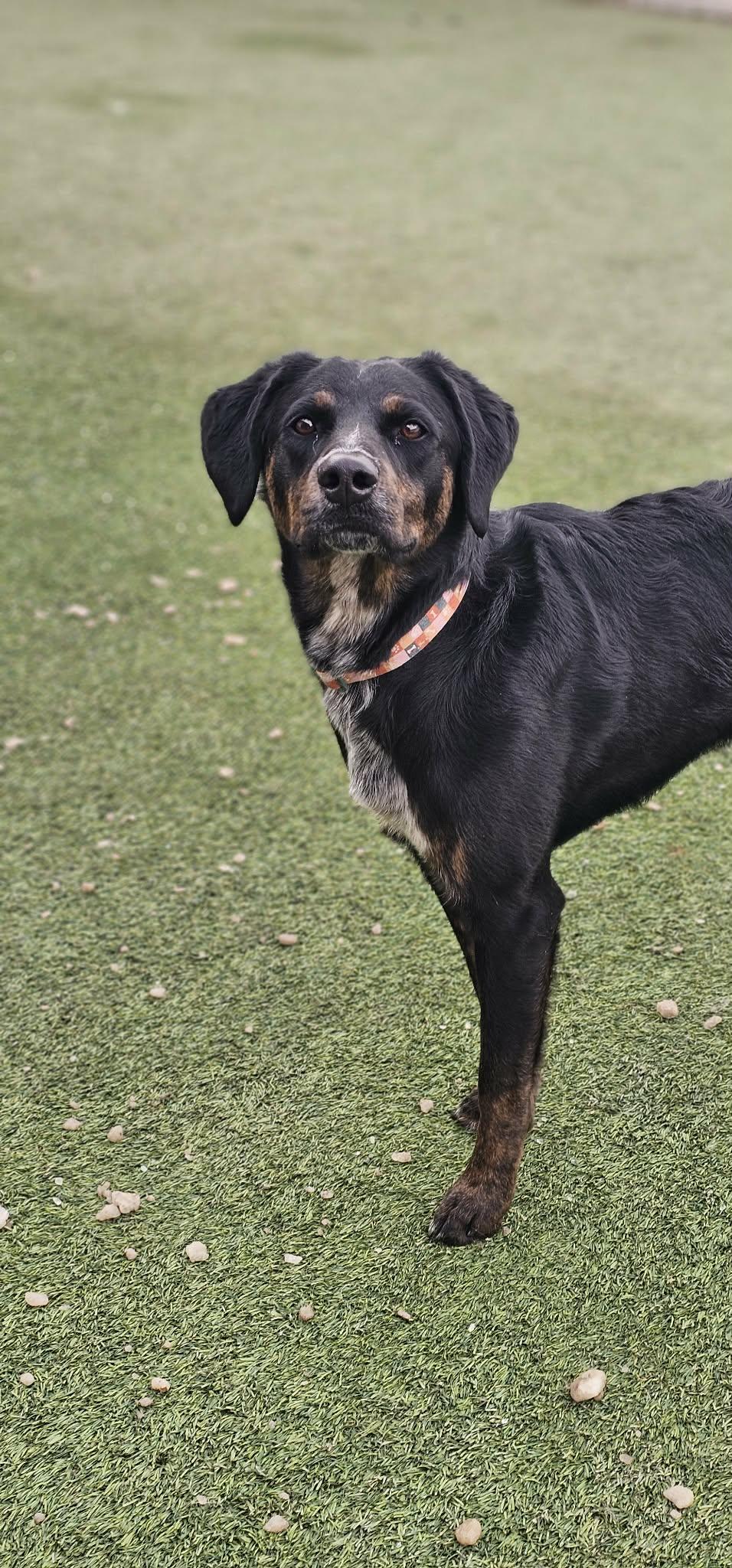 Oak, ADOPTABLE, Young Male Labrador Retriever & Siberian Husky.