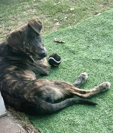 Rose, a Adoptable mixed breed in Wolcott, CT image 2/6
