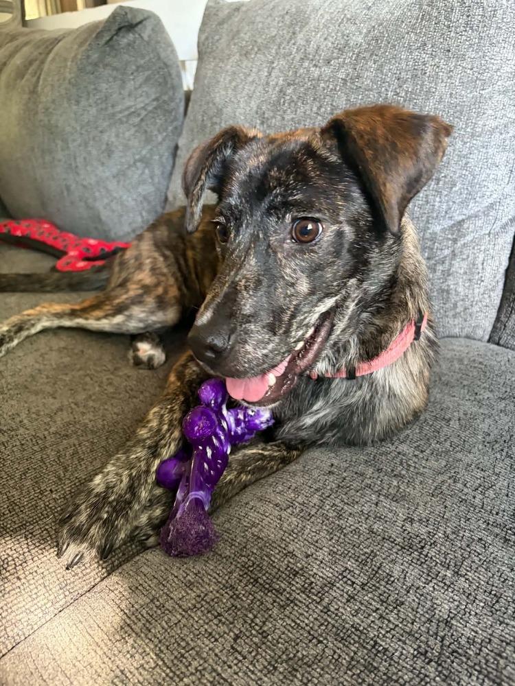 Rose, a Adoptable mixed breed in Wolcott, CT image 3/6