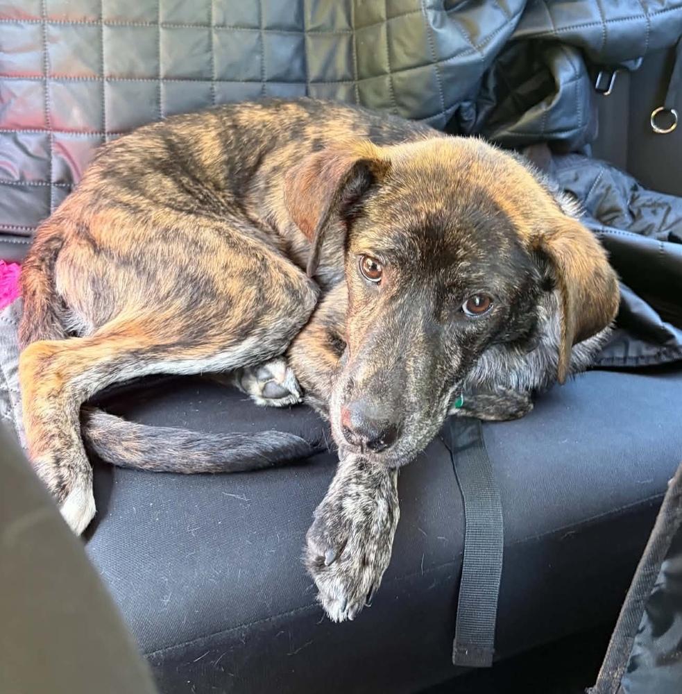 Rose, a Adoptable mixed breed in Wolcott, CT image 4/6