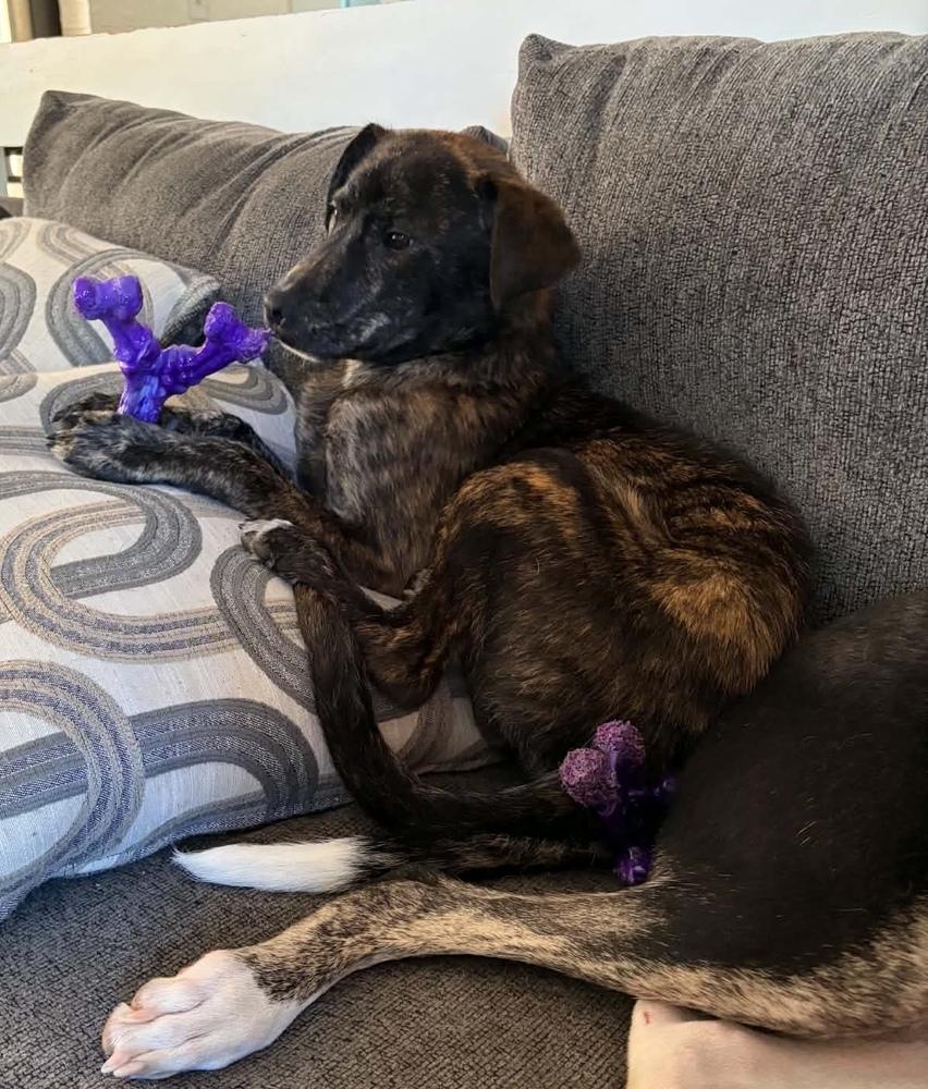 Rose, a Adoptable mixed breed in Wolcott, CT image 5/6