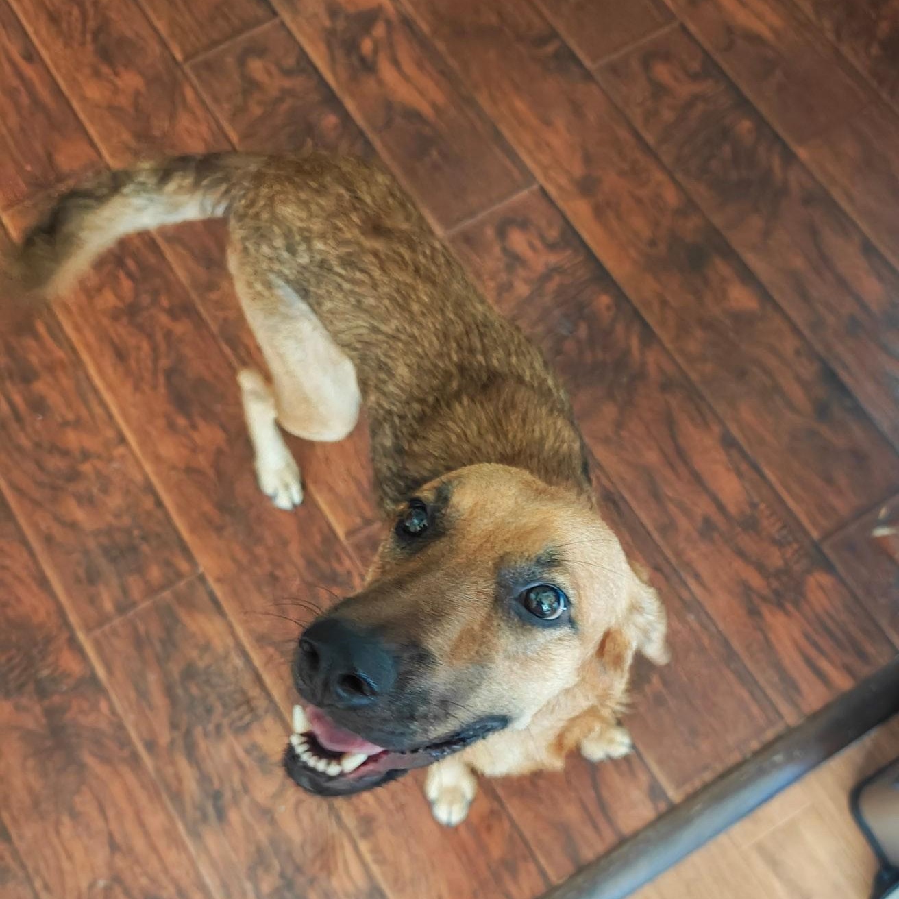 Honey, Adoptable, Young Female Black and Tan Coonhound & Labrador Retriever.