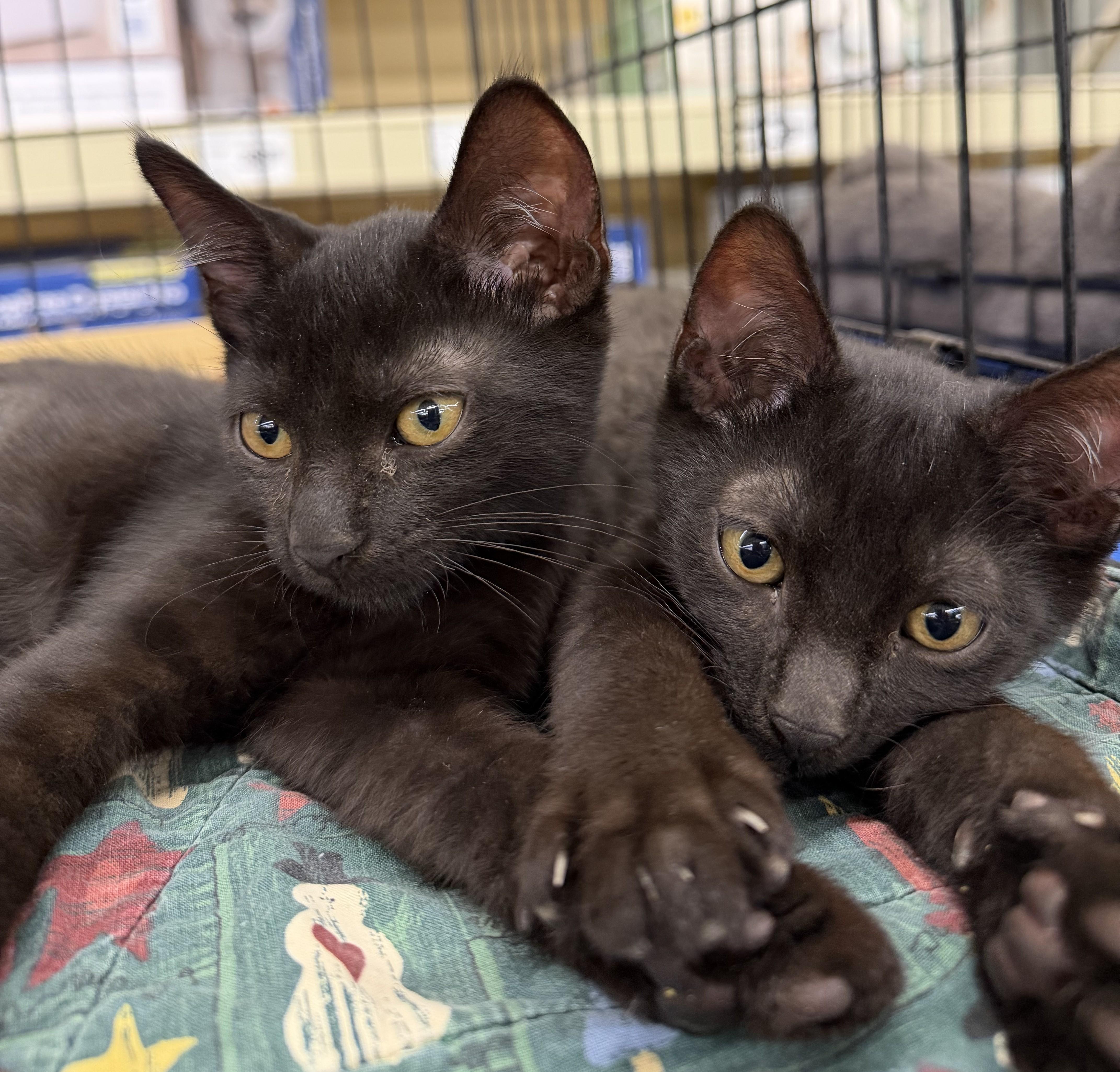 Herbert, Adoptable, Young Male Domestic Short Hair.