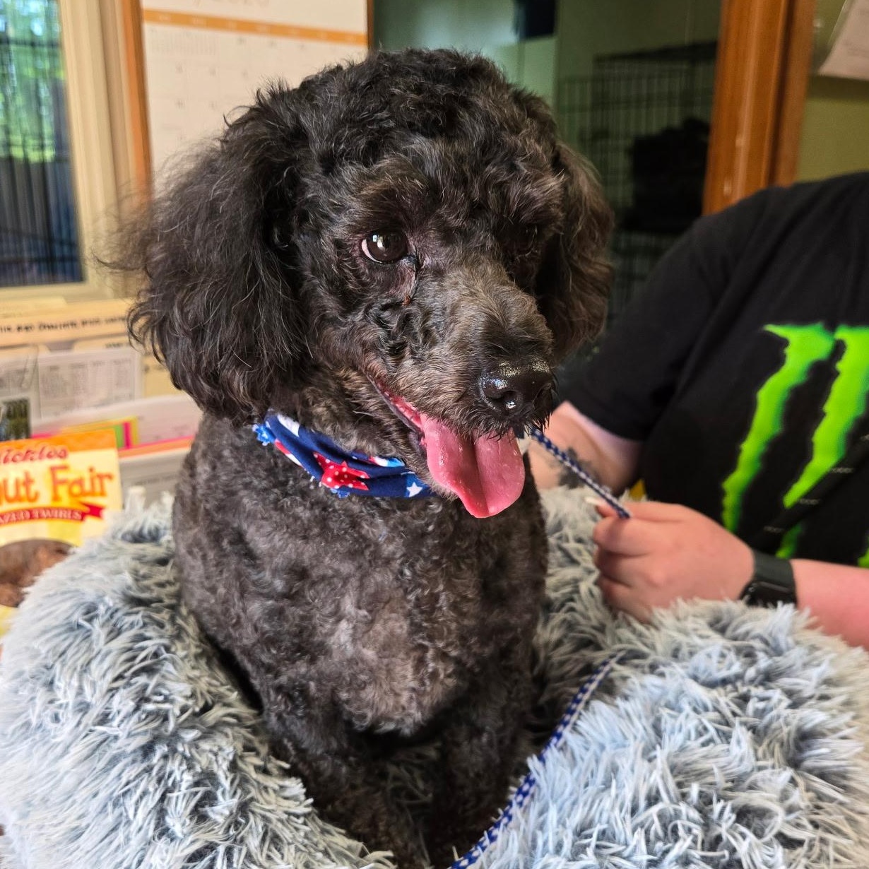 Enlarge Logan, an adopted Poodle (Toy) in Grafton, OH image 4/4