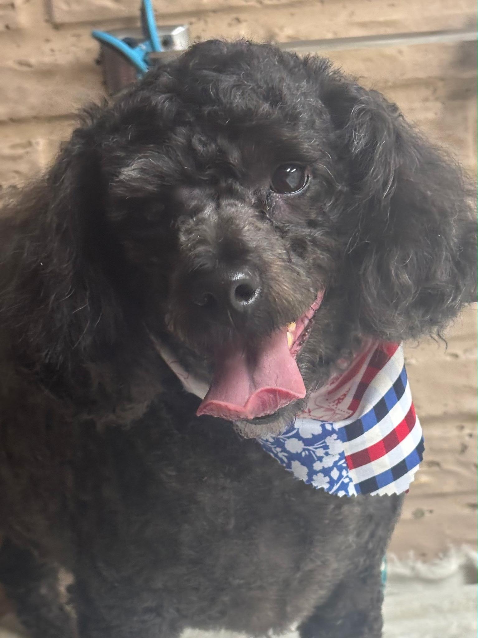 Logan, adopted, Adult Male Poodle (Toy).