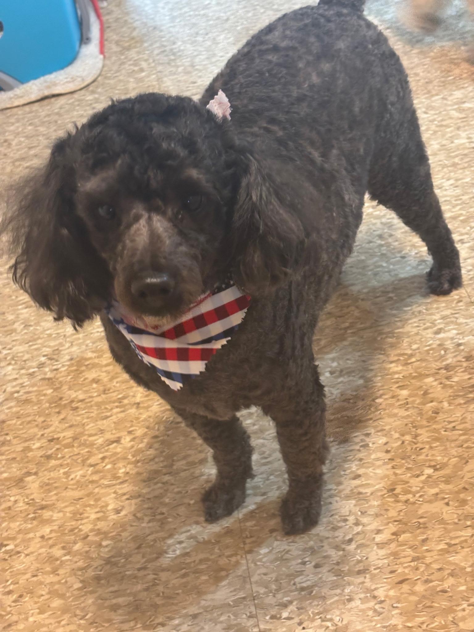 Enlarge Logan, an adopted Poodle (Toy) in Grafton, OH image 3/4