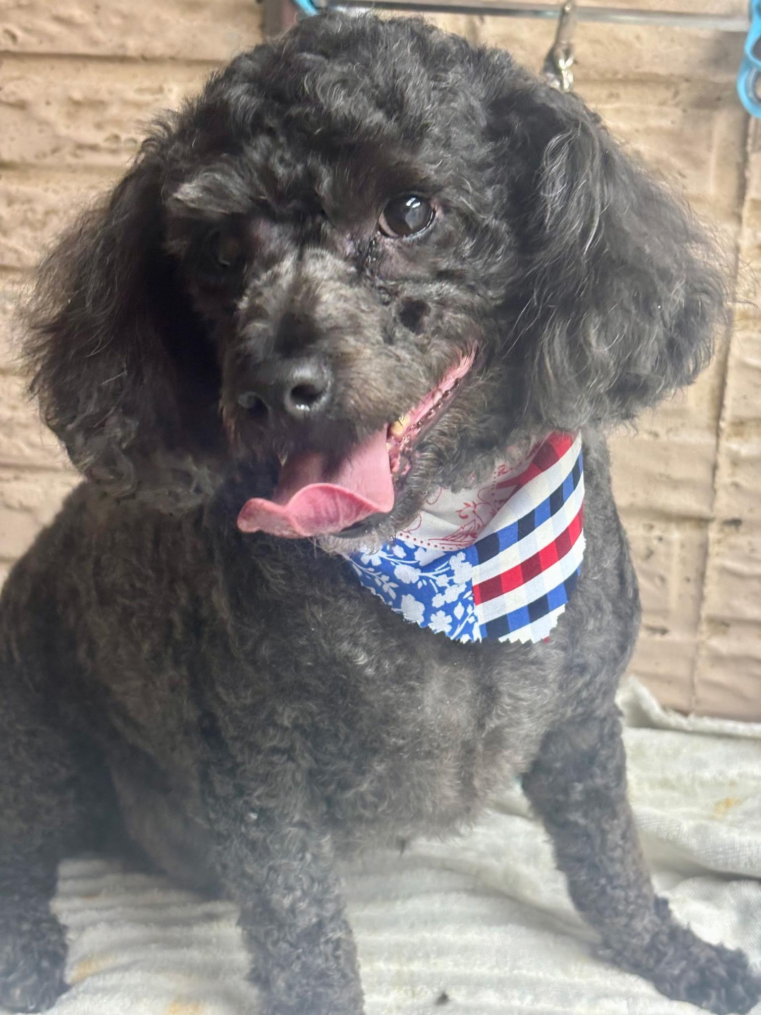 Enlarge Logan, an adopted Poodle (Toy) in Grafton, OH image 2/4