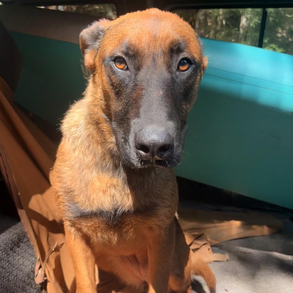Enlarge Ava, a Adoptable mixed breed in Milford, NY image 3/4