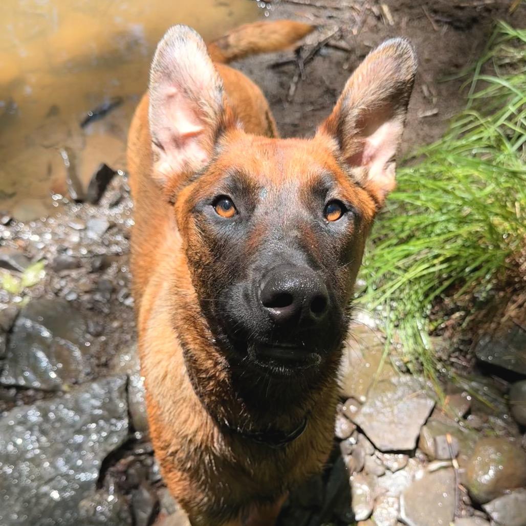 Ava, Adoptable, Young Female Belgian Shepherd / Malinois & Rottweiler.