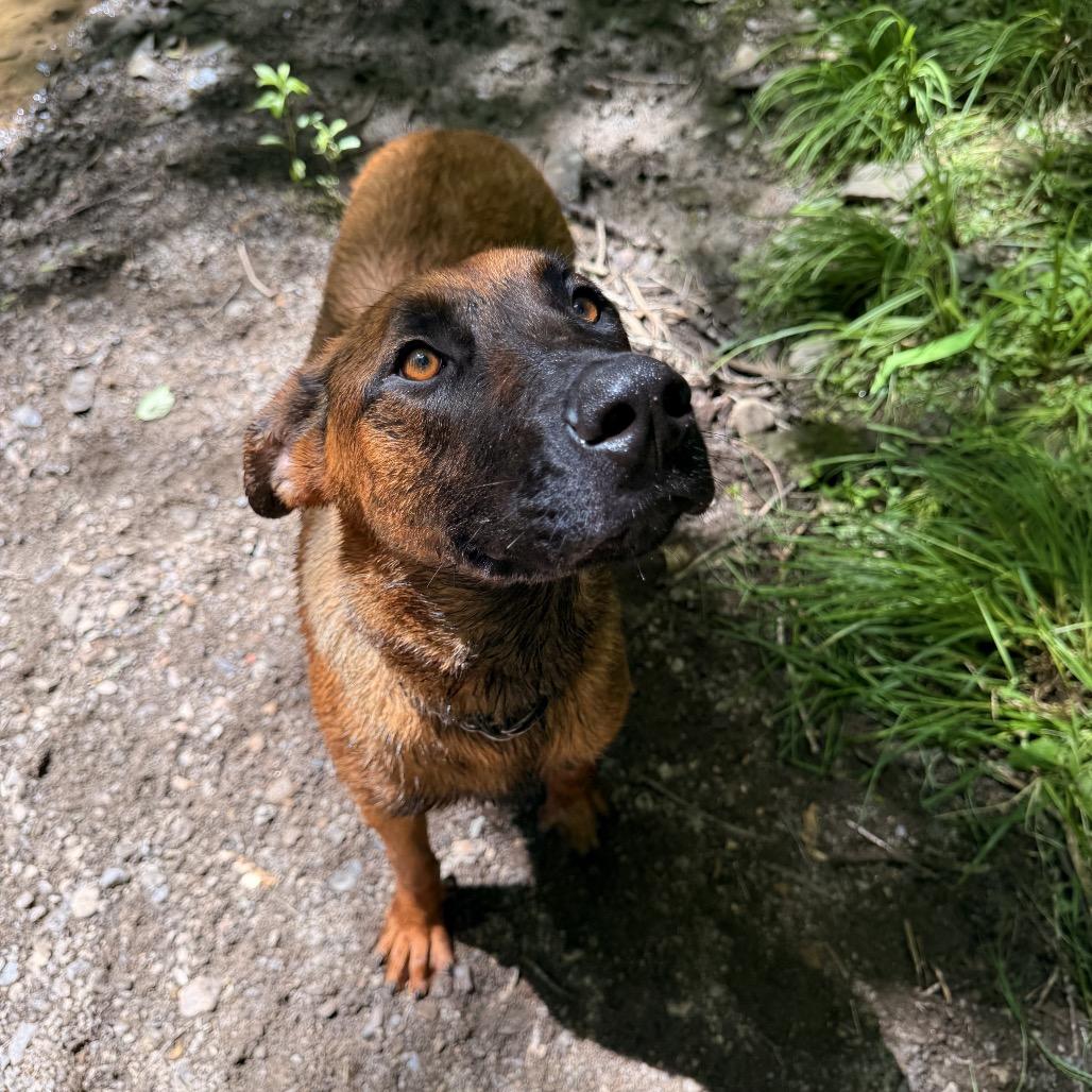 Enlarge Ava, a Adoptable mixed breed in Milford, NY image 4/4