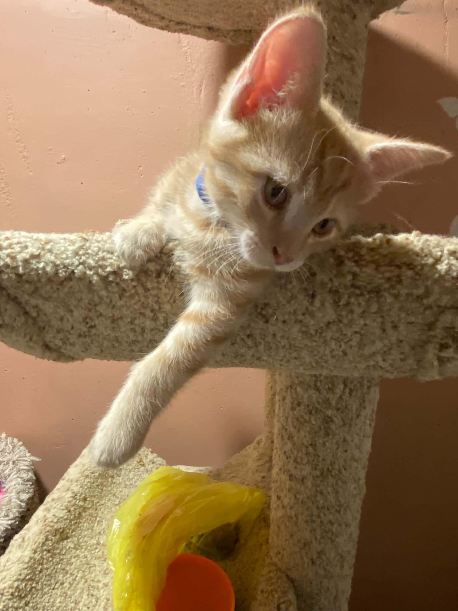 Enlarge Souris, an adopted mixed breed in Kenosha , WI image 5/5