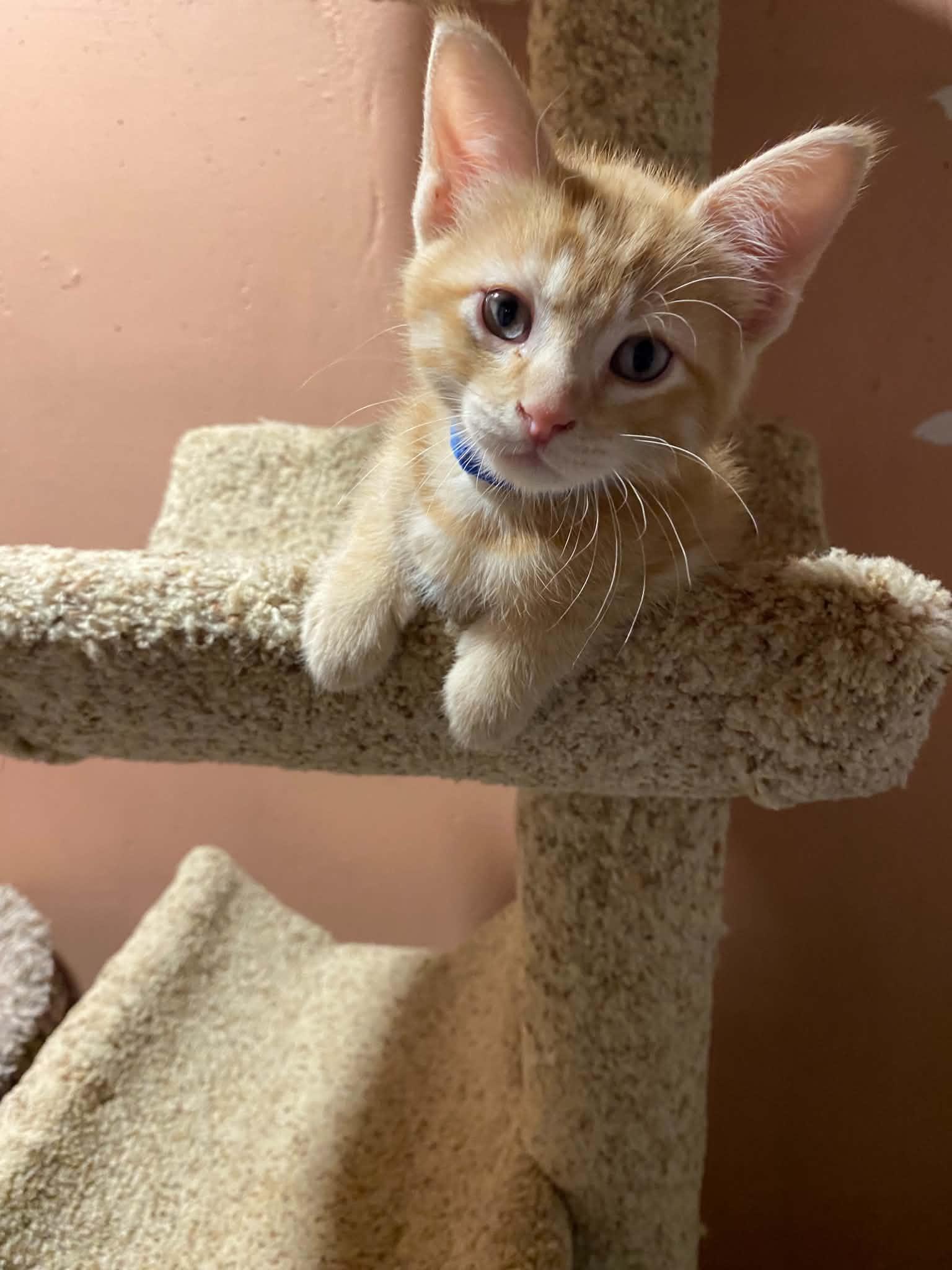 Enlarge Souris, an adopted mixed breed in Kenosha , WI image 3/5