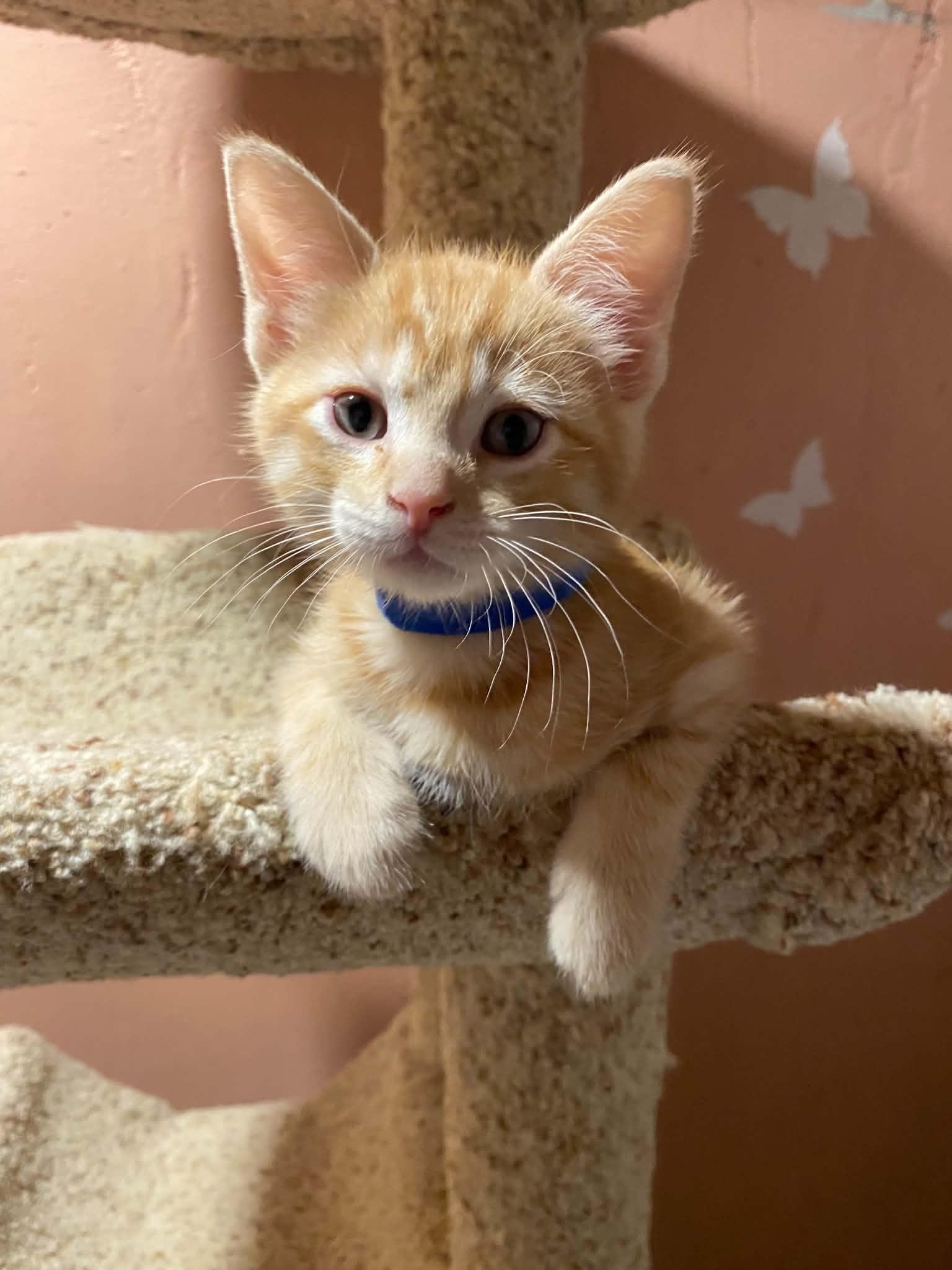 Souris, adopted, Kitten Male Tabby & Domestic Short Hair.