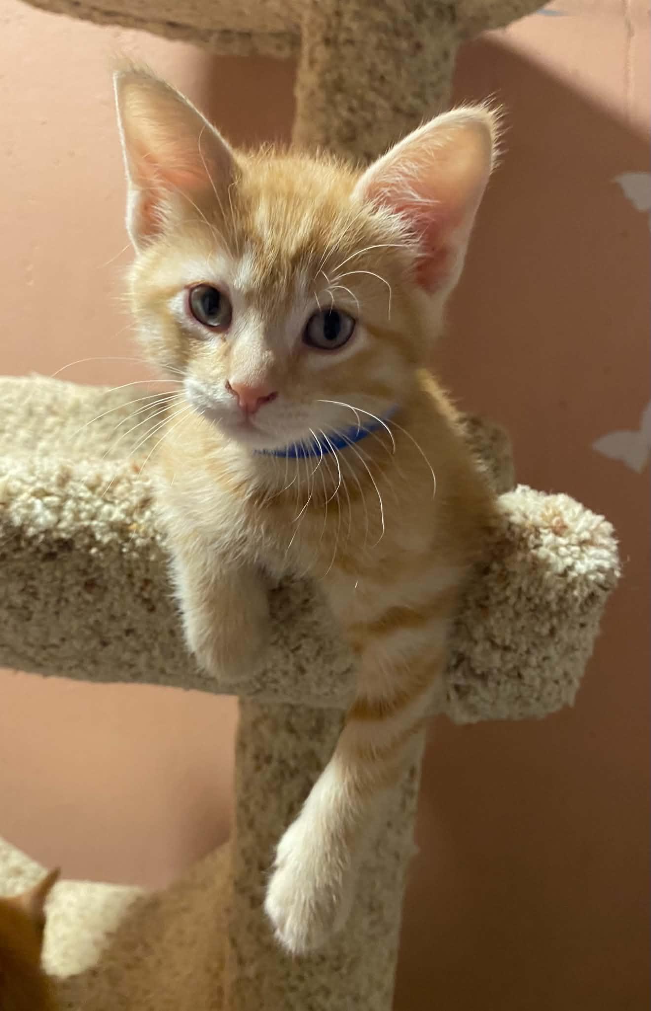 Enlarge Souris, an adopted mixed breed in Kenosha , WI image 2/5