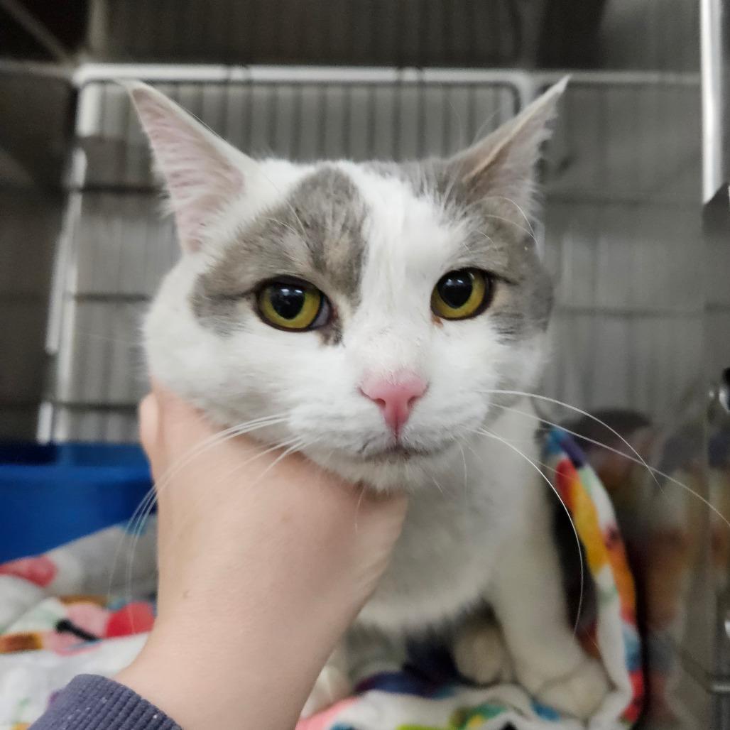 Chatty Kathy, Adoptable, Adult Female Domestic Short Hair.