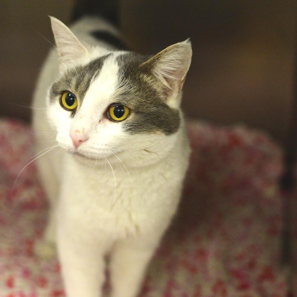 Enlarge Chatty Kathy, a Adoptable Domestic Short Hair in Idaho Falls, ID image 2/2