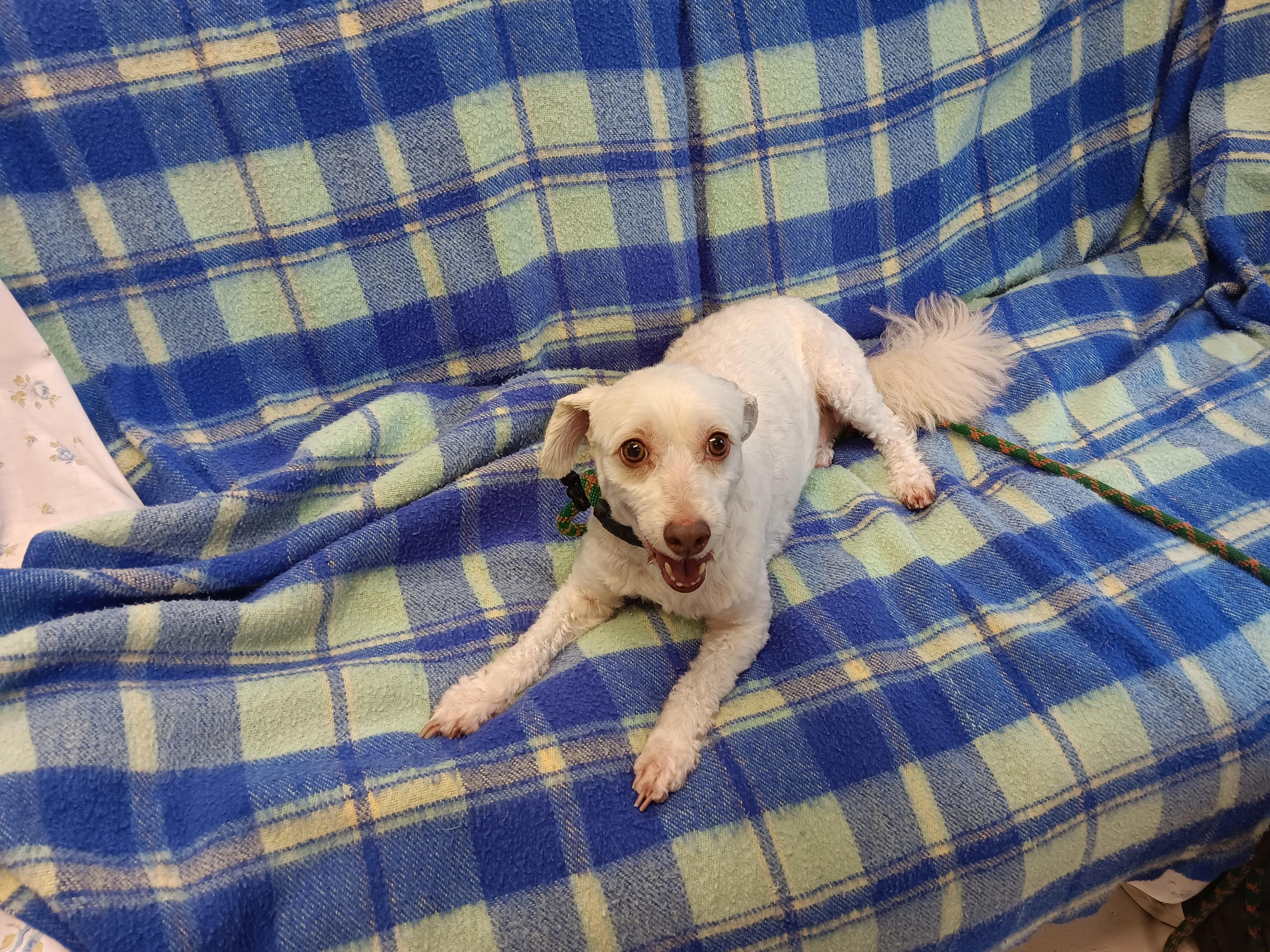 Hachi, Senior Male unknown