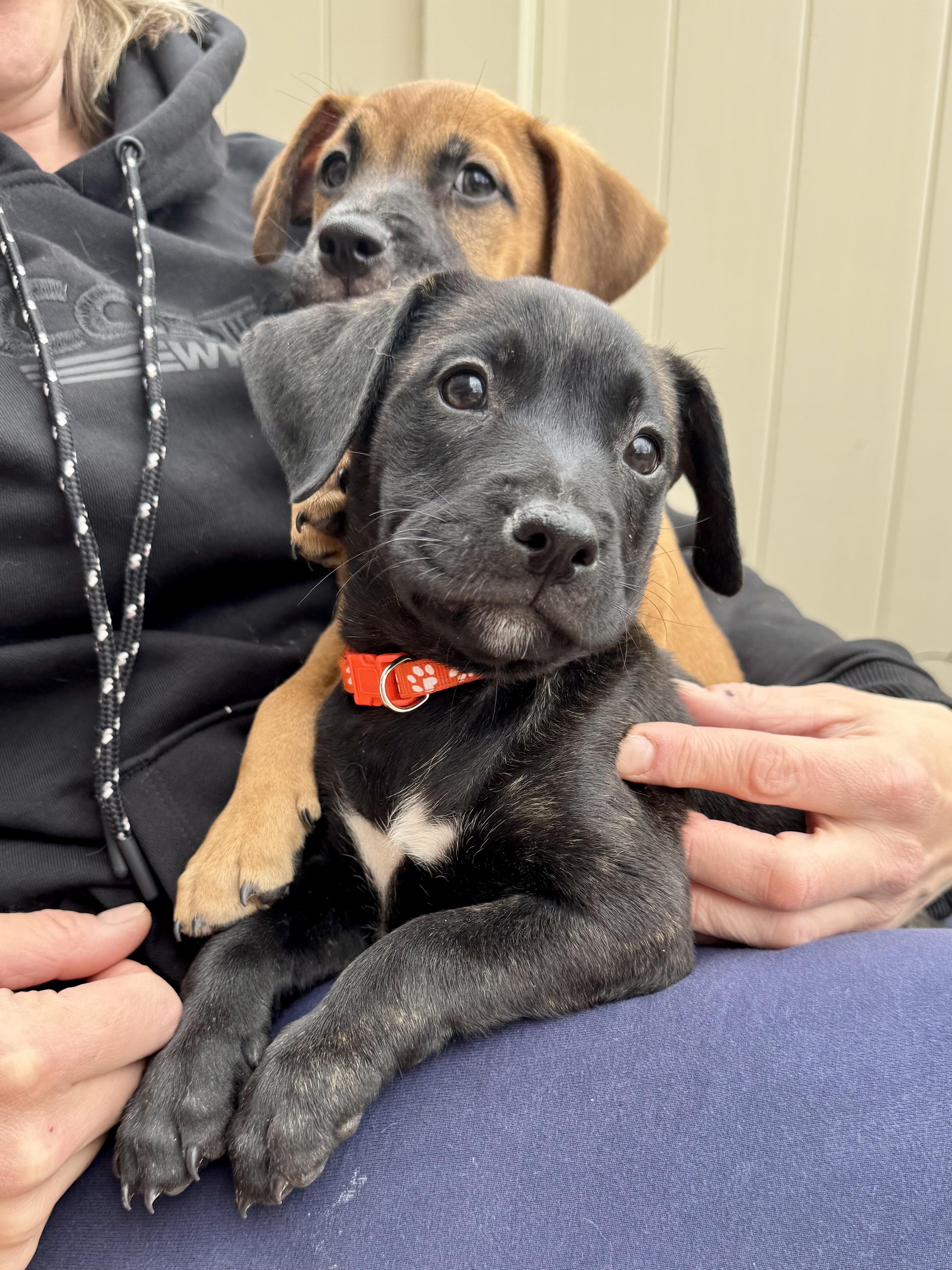 Enlarge Lacy, a ADOPTABLE mixed breed in Littleton, CO image 2/6