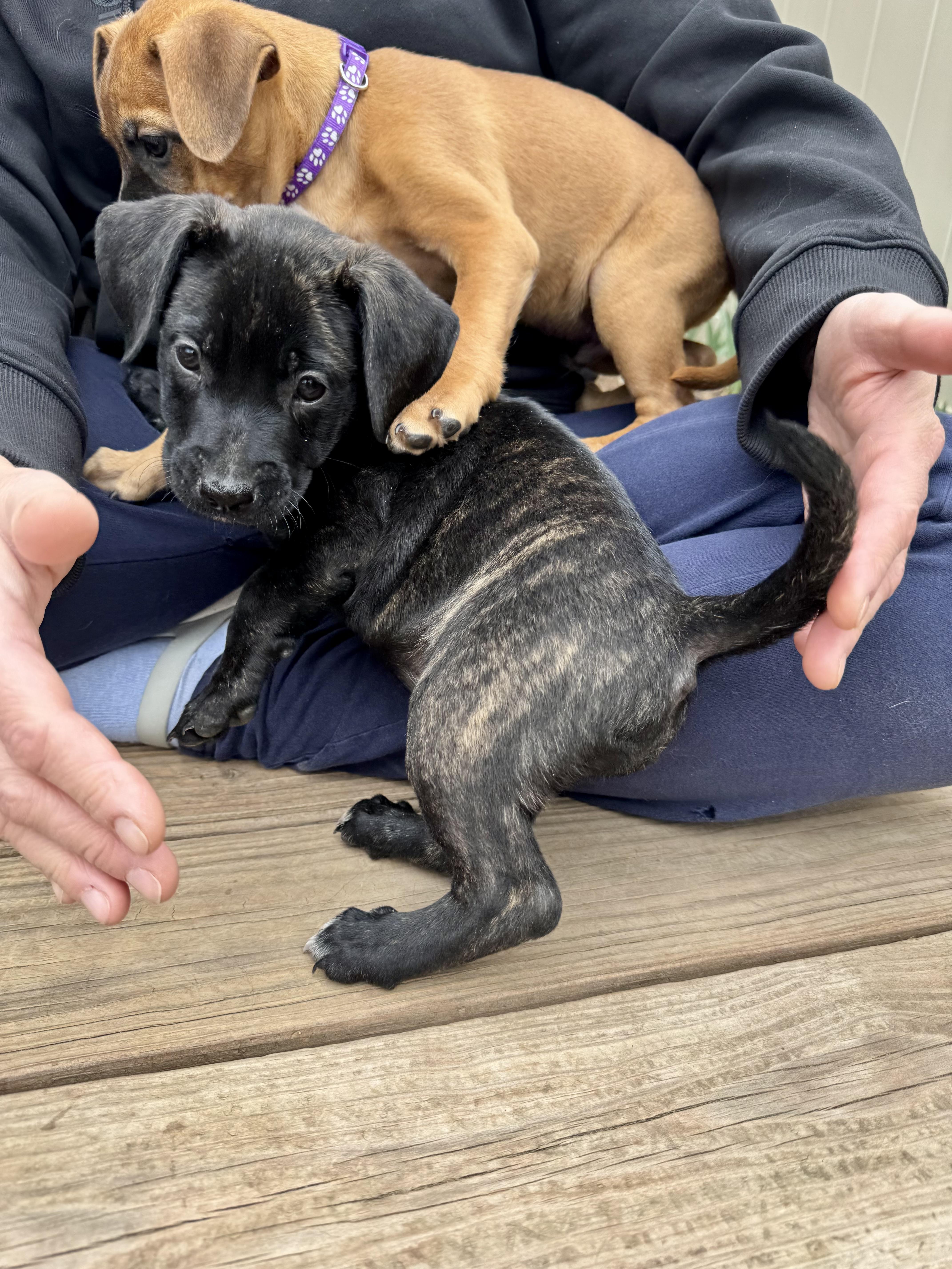 Enlarge Lacy, a ADOPTABLE mixed breed in Littleton, CO image 4/6