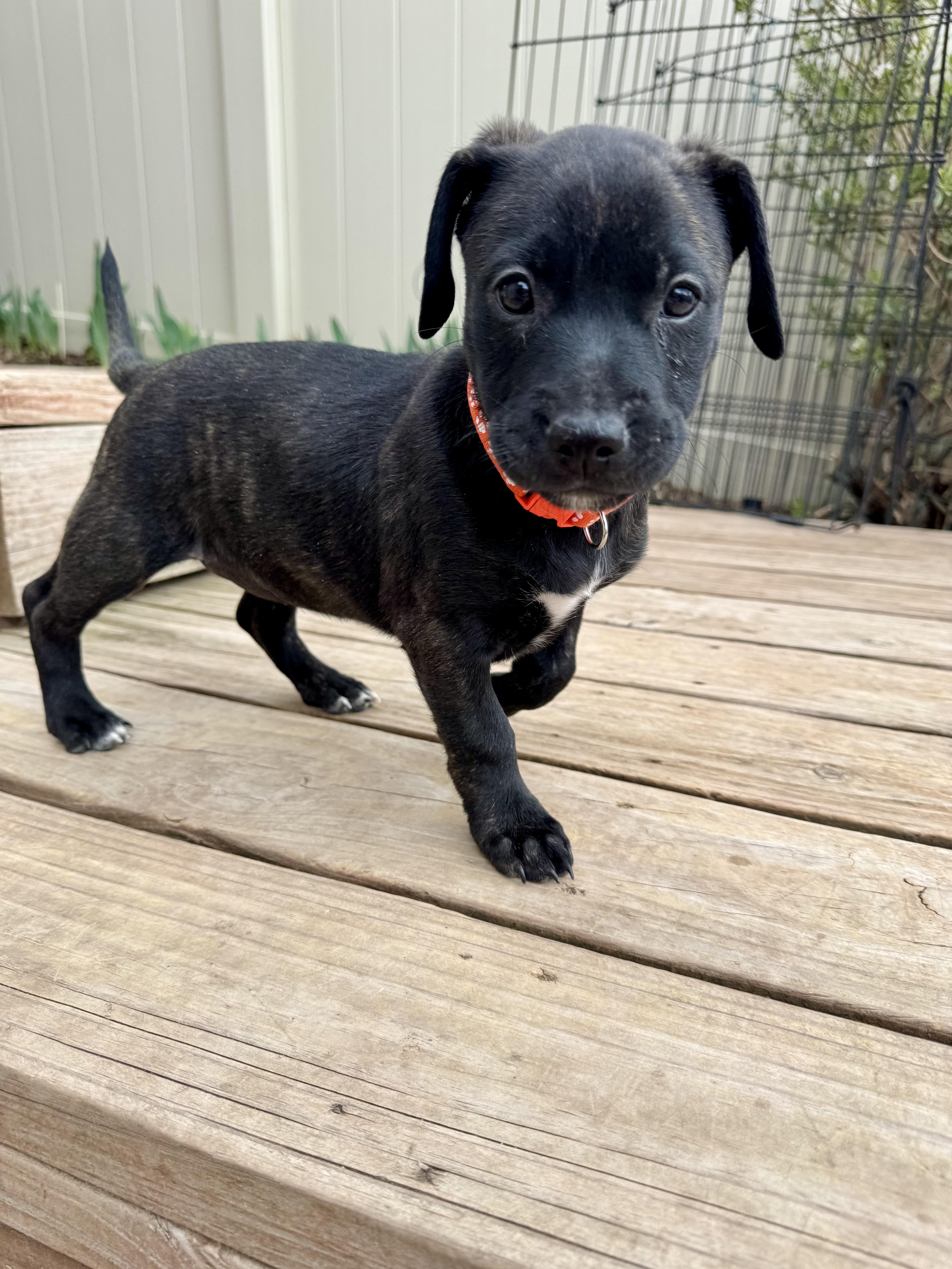 Enlarge Lacy, a ADOPTABLE mixed breed in Littleton, CO image 6/6