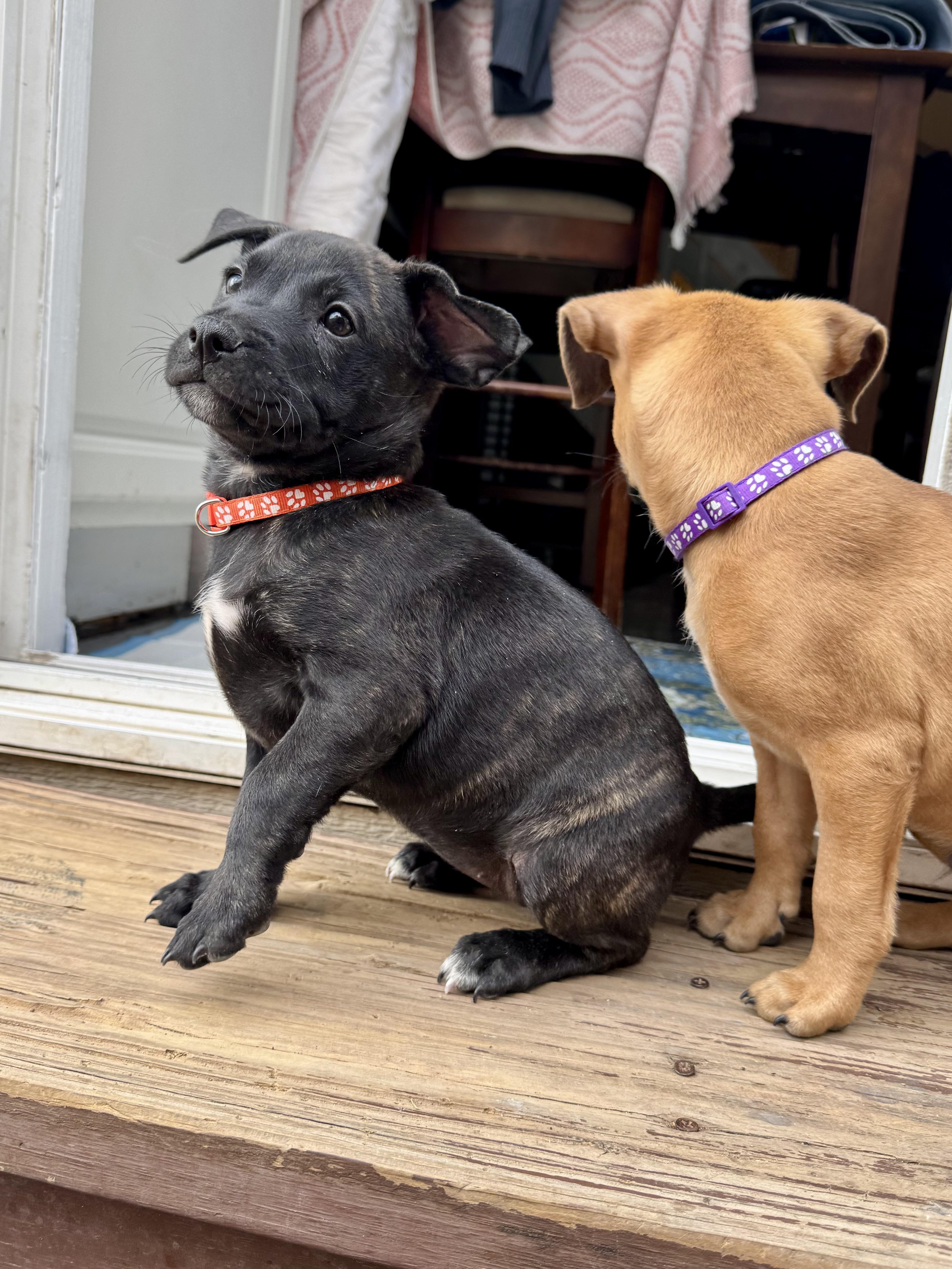 Lacy, ADOPTABLE, Puppy Female Dachshund & Terrier.