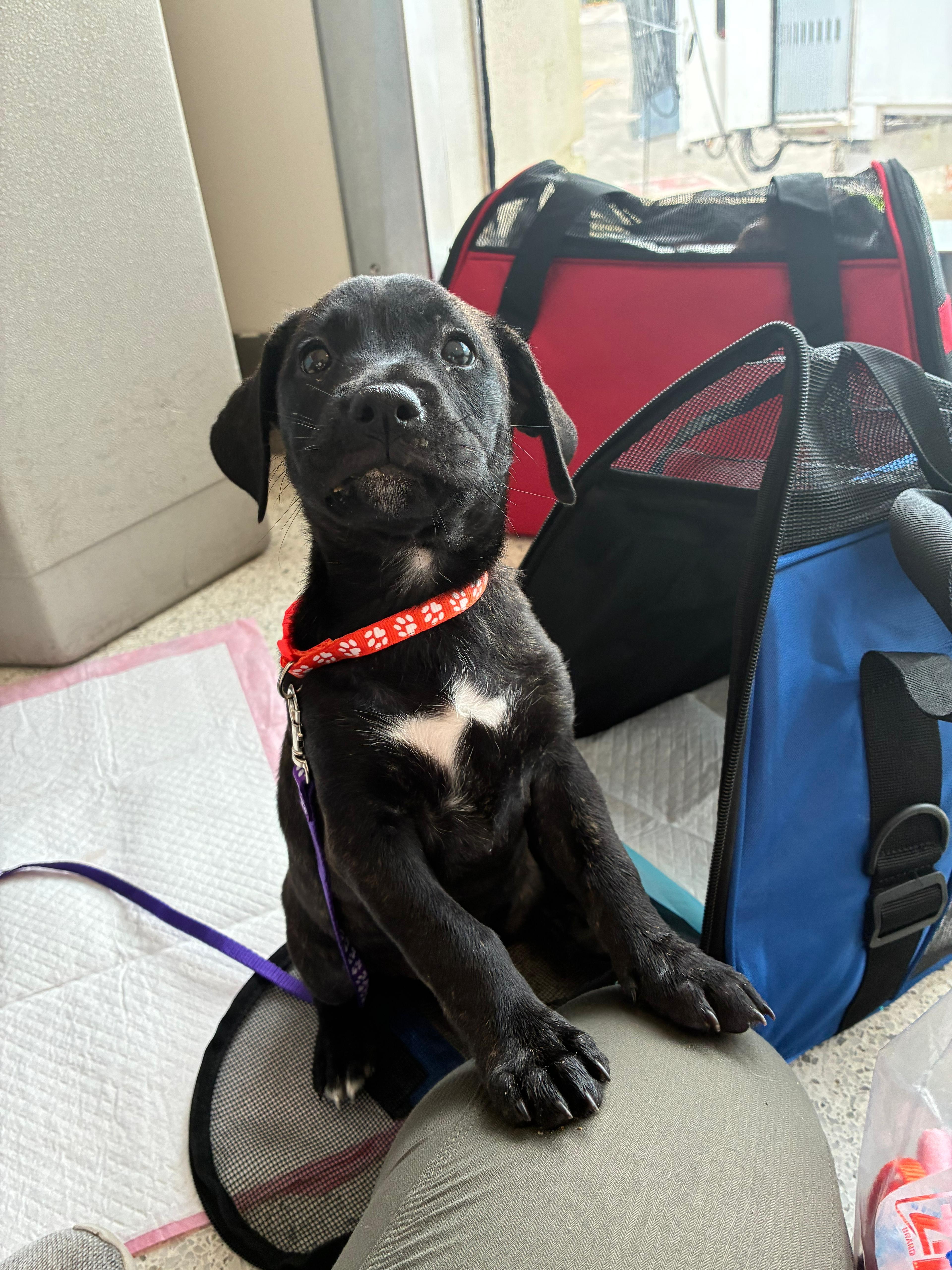 Enlarge Lacy, a ADOPTABLE mixed breed in Littleton, CO image 3/6