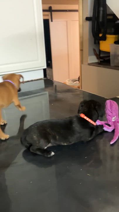 Enlarge Lacy, a ADOPTABLE mixed breed in Littleton, CO video 5/6