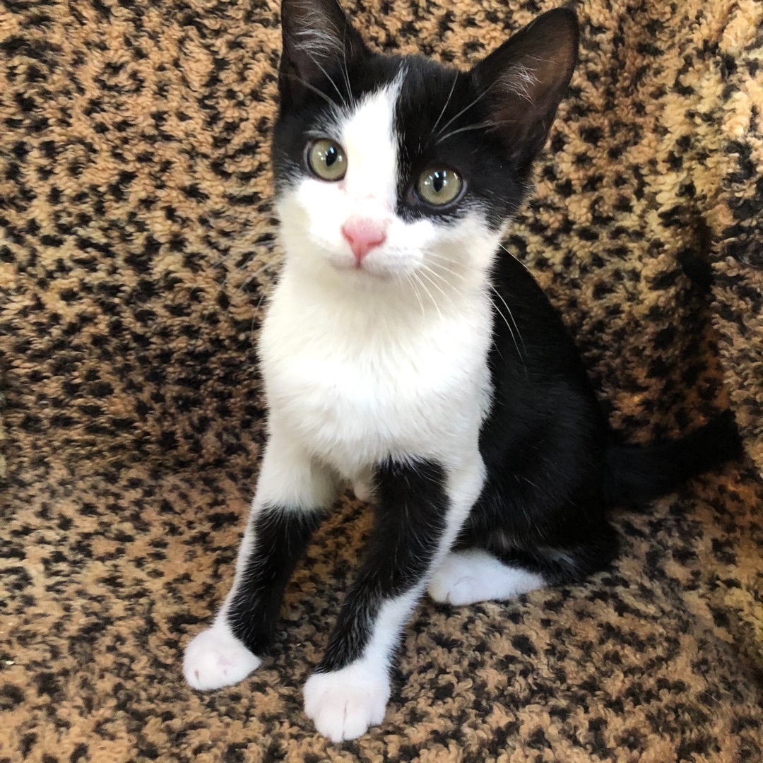 Andy, Adopted, Kitten Male American Shorthair.