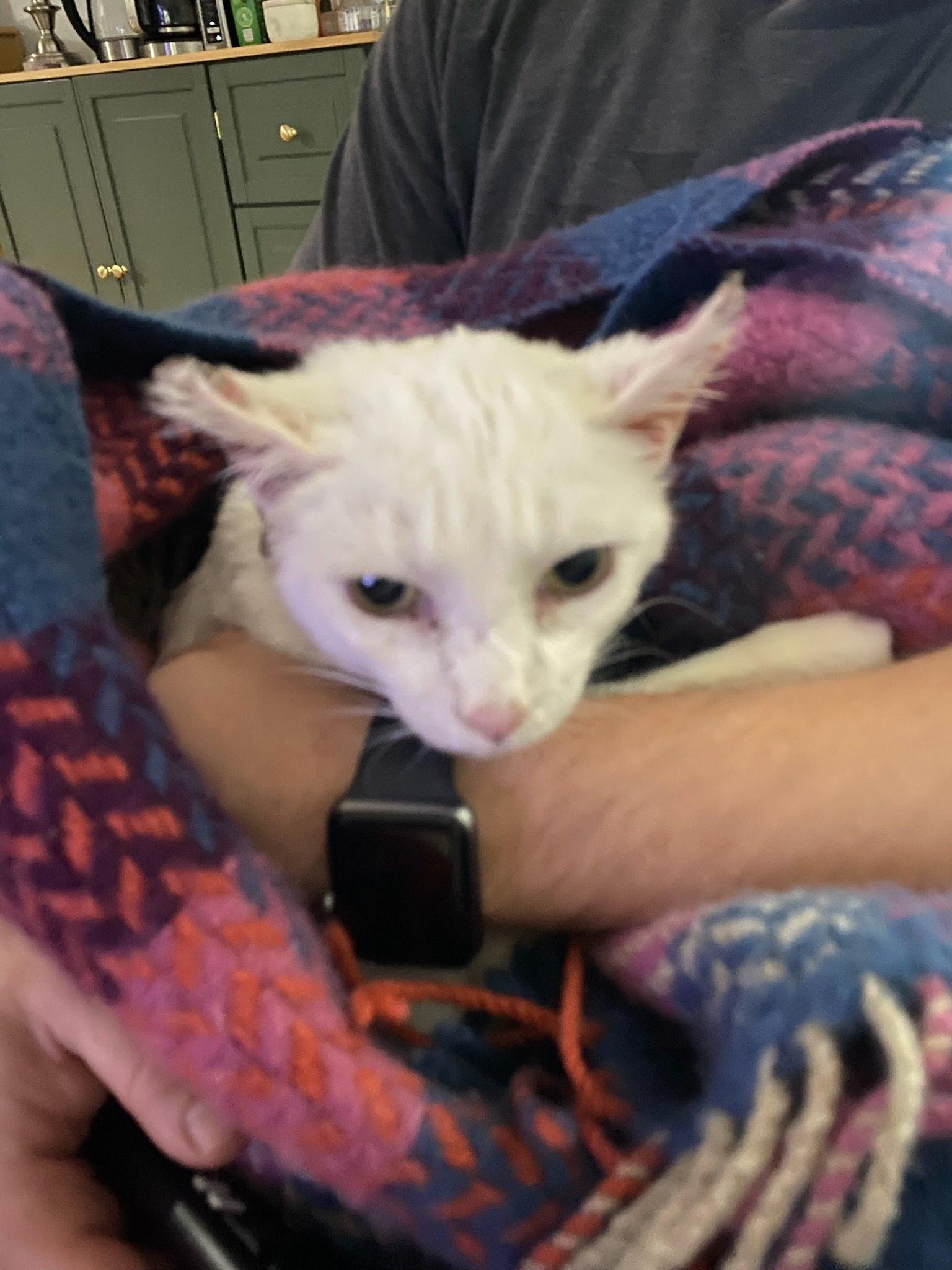 Enlarge Mellie, a Adoptable Domestic Short Hair in Moncks Corner, SC image 2/6